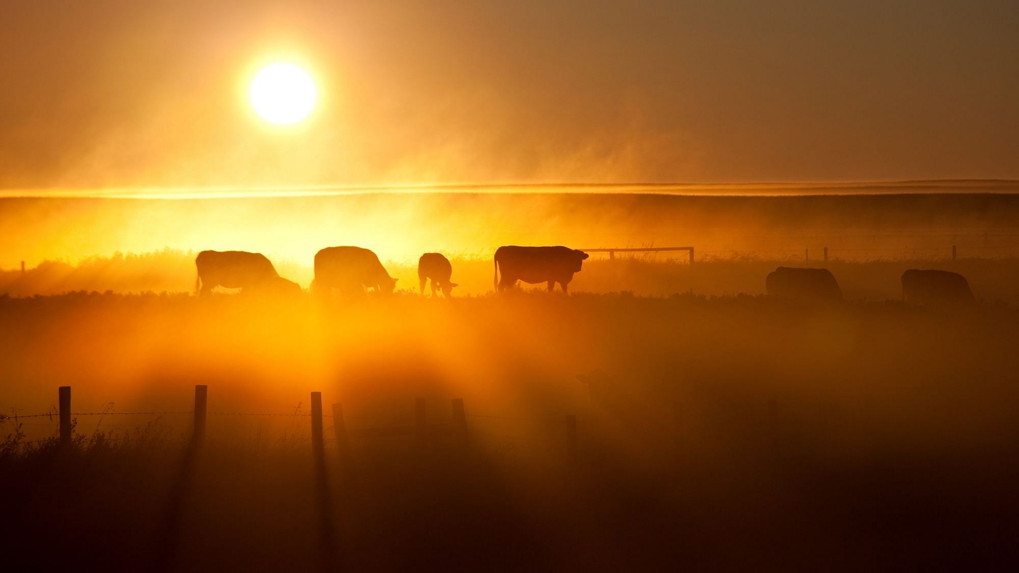 Unsere Milchwirtschaft kalkuliert Krankheit mit ein