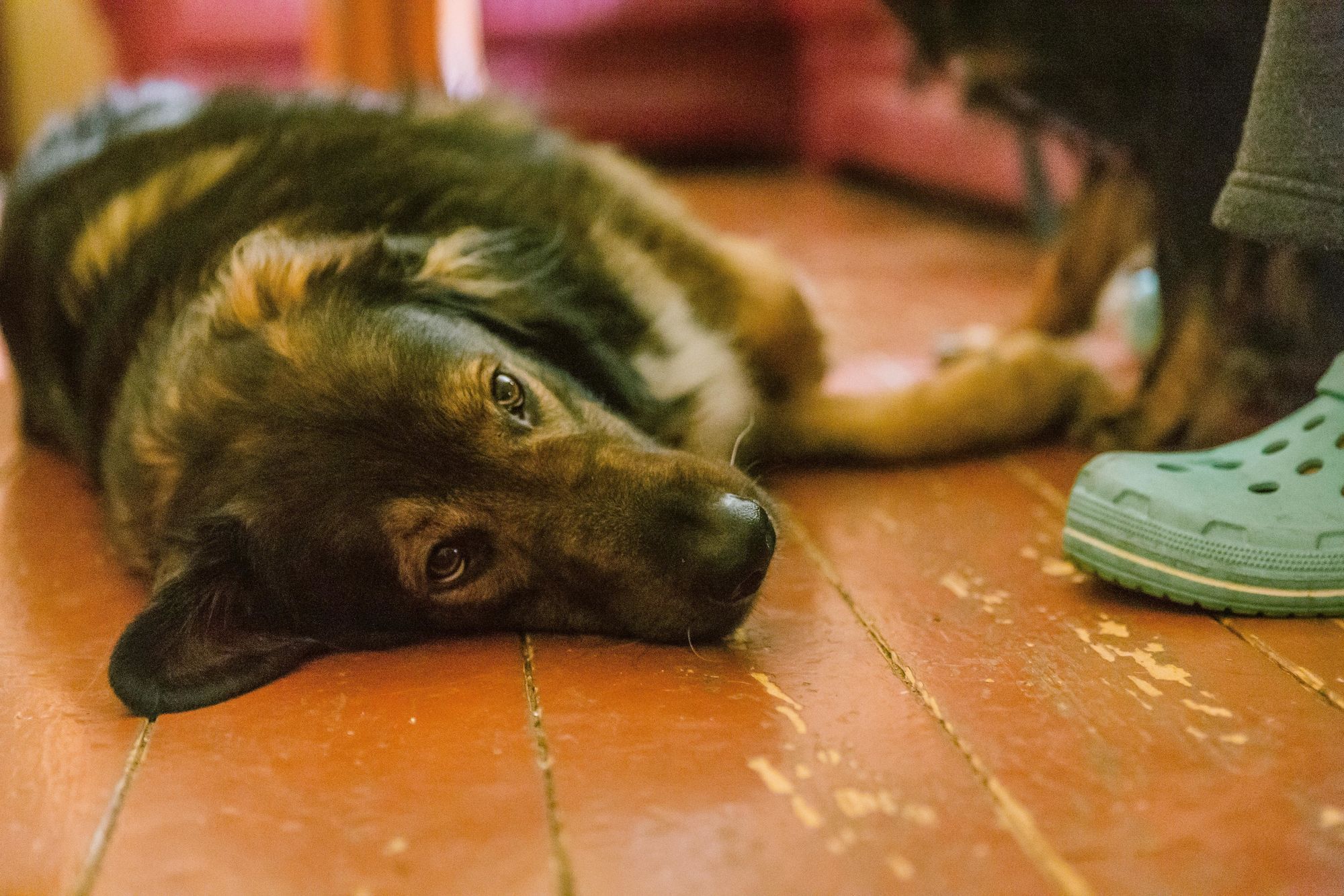 Chappi fürs Tierchen, Würde fürs Frauchen