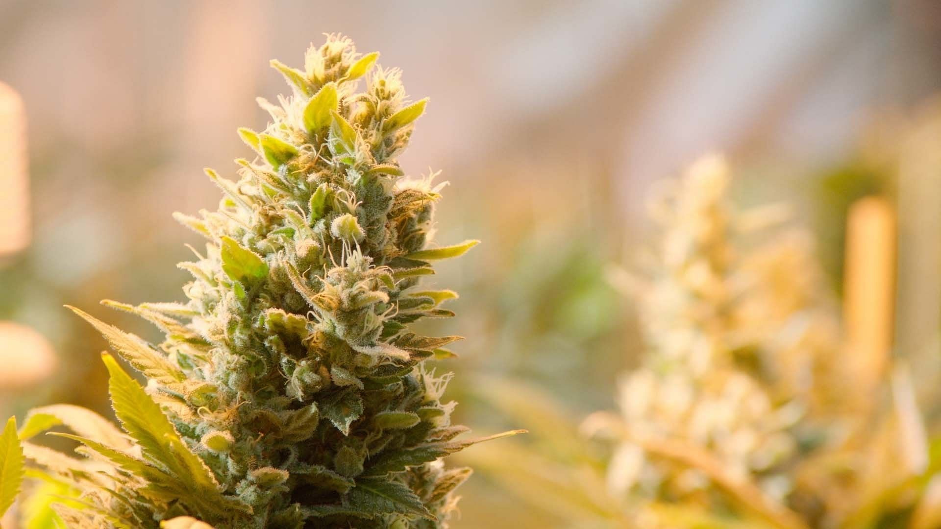 Bald kann in Deutschland Gras angebaut werden, ganz legal