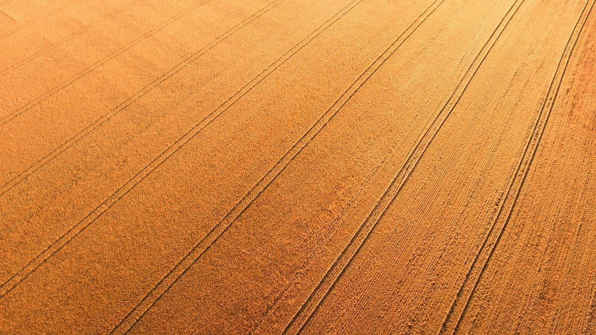 Warum Veganer schlauer sind, als ihnen vielleicht klar ist