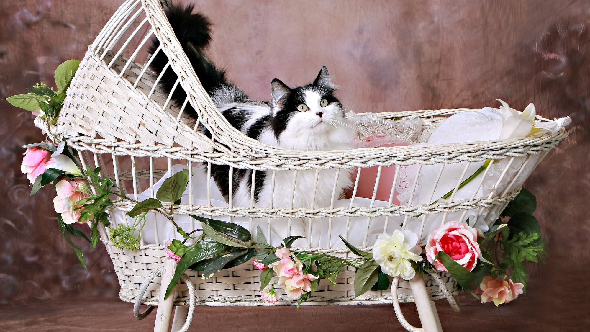 Die Tierfutterindustrie will, dass deine Katze besser isst als du