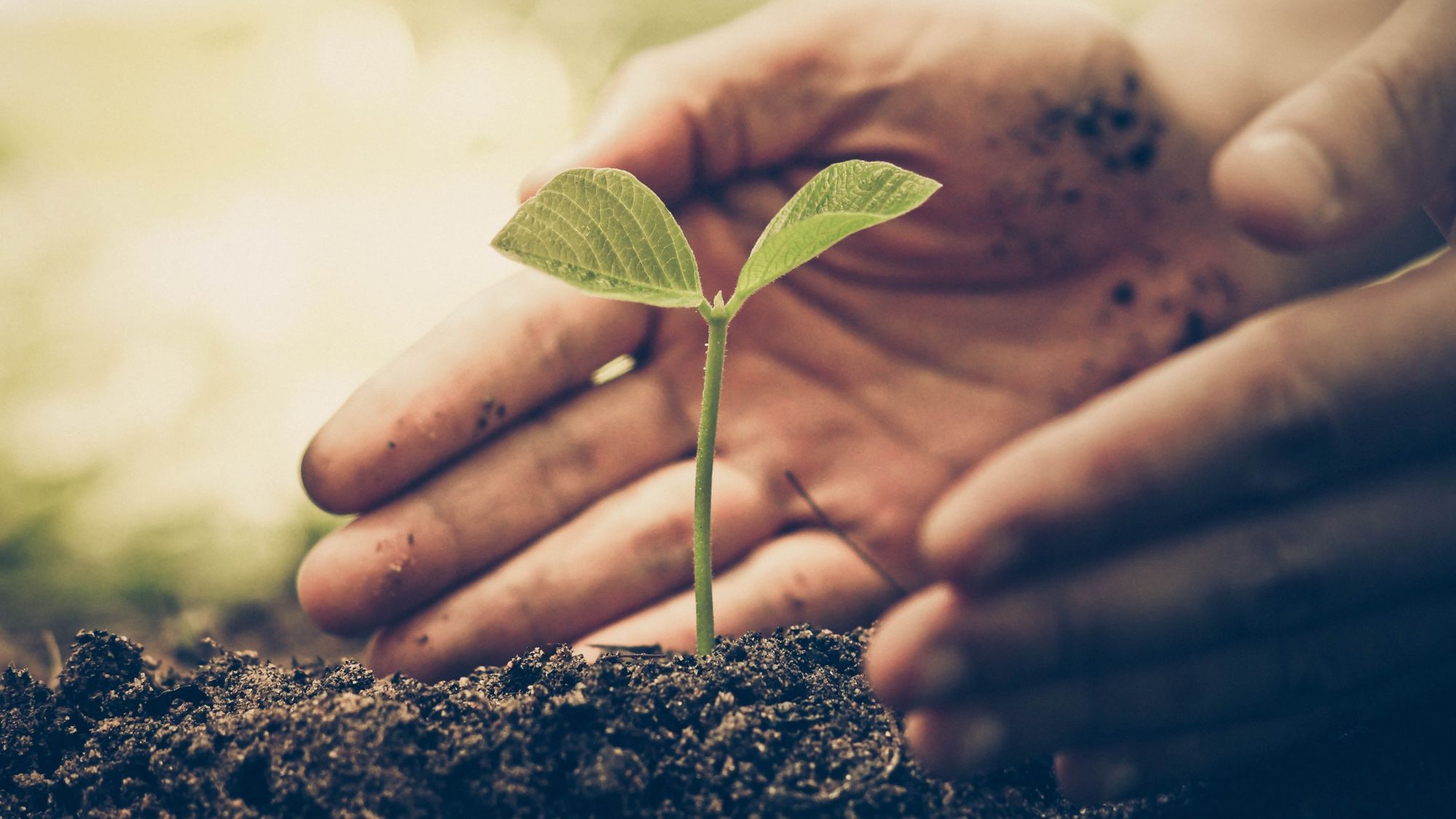 Pflanzen sollten Rechte haben (kein Scherz!)