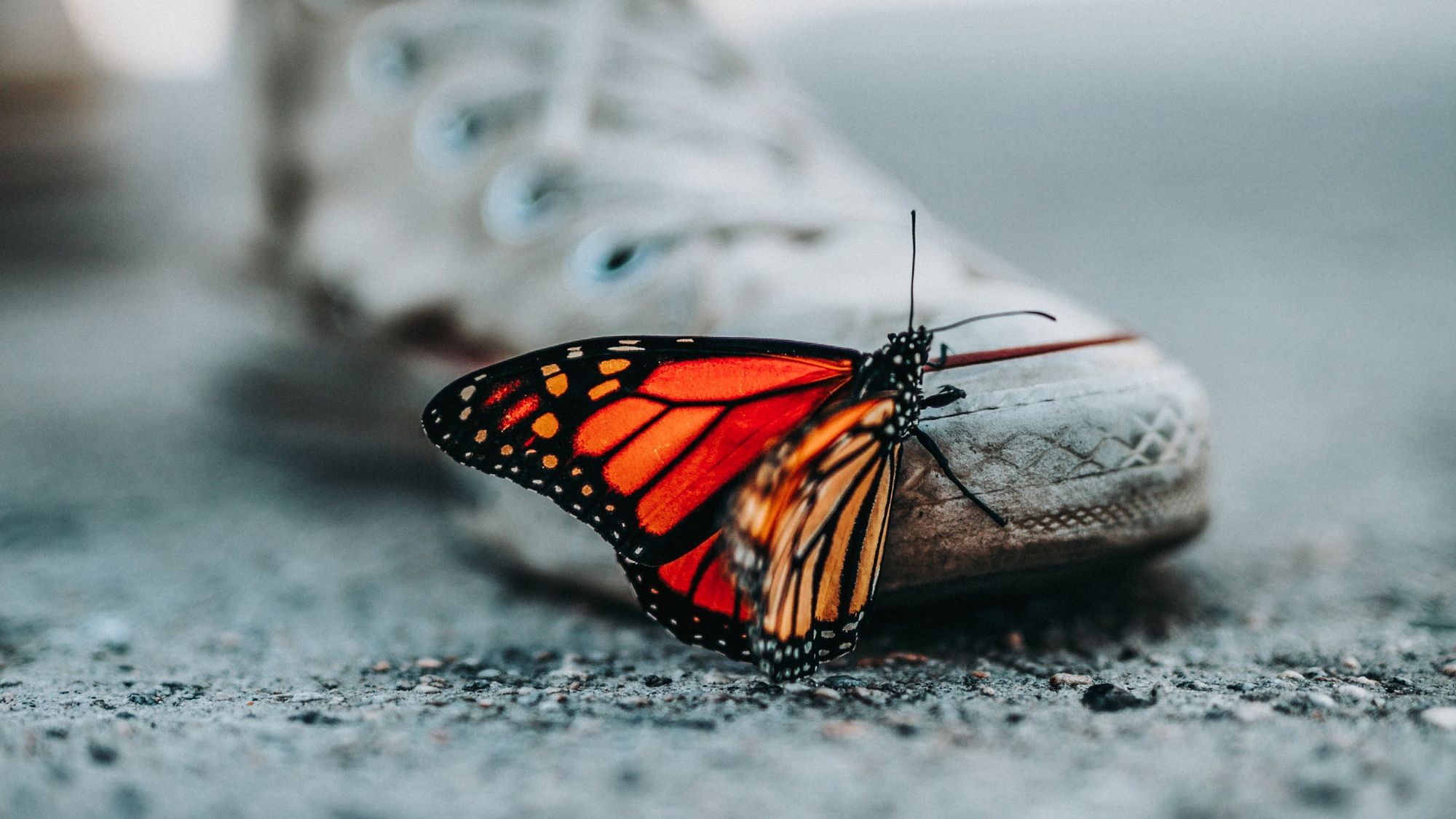 Was wir gegen das Insektensterben tun können