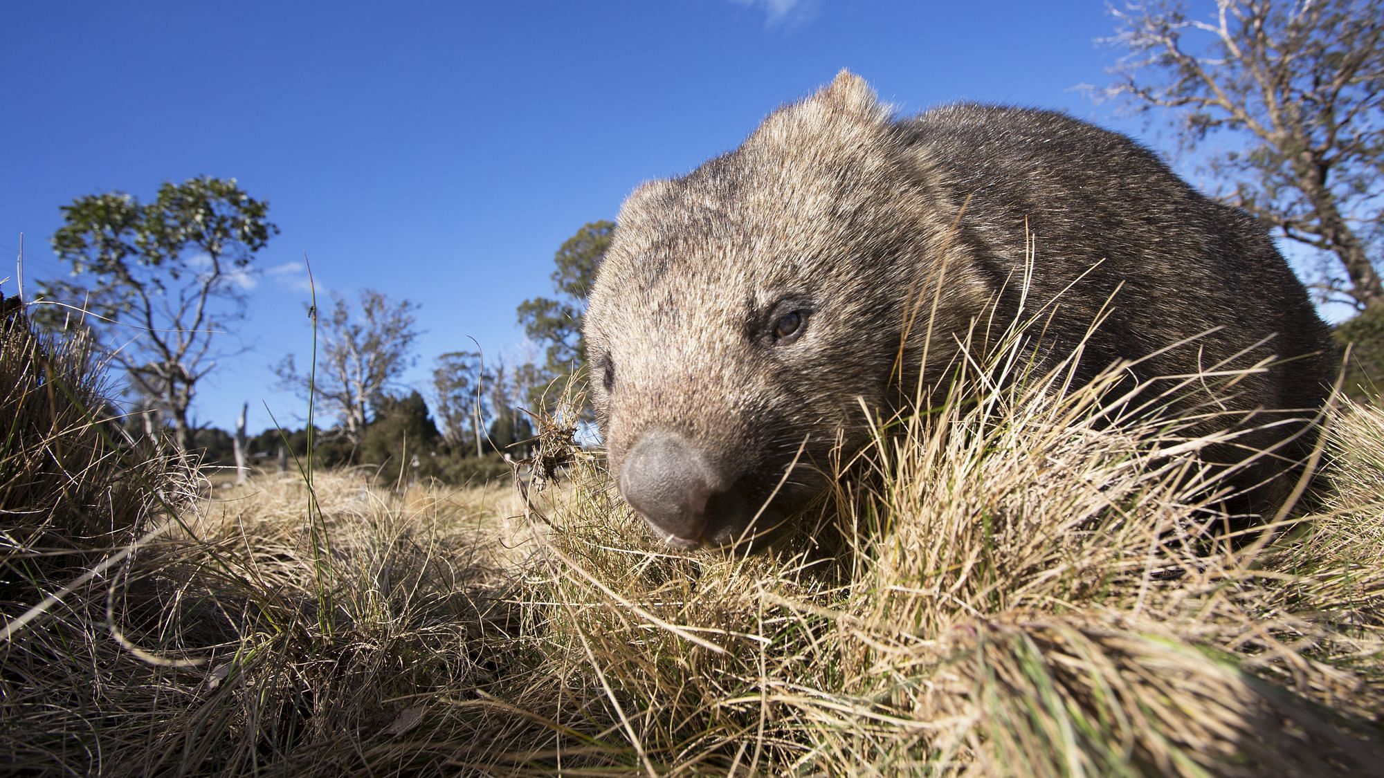 Warum scheiden Wombats Würfel aus?