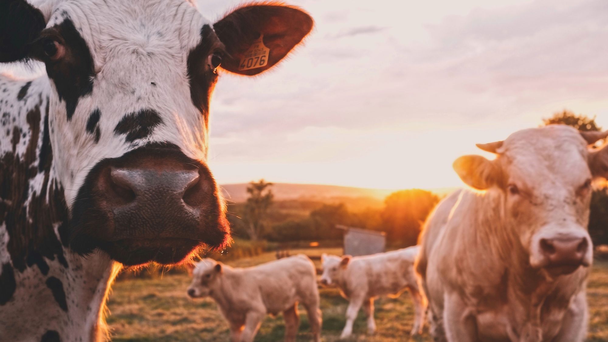 Was ist so heilsam daran, Scheiße zu schaufeln?