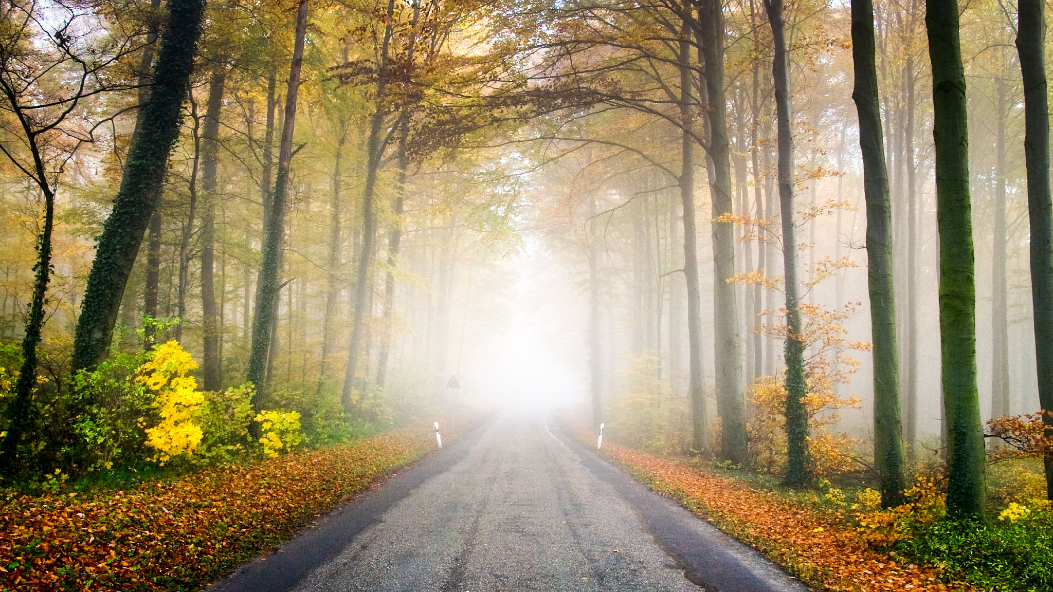 So schützt du den Wald vor deiner Haustür