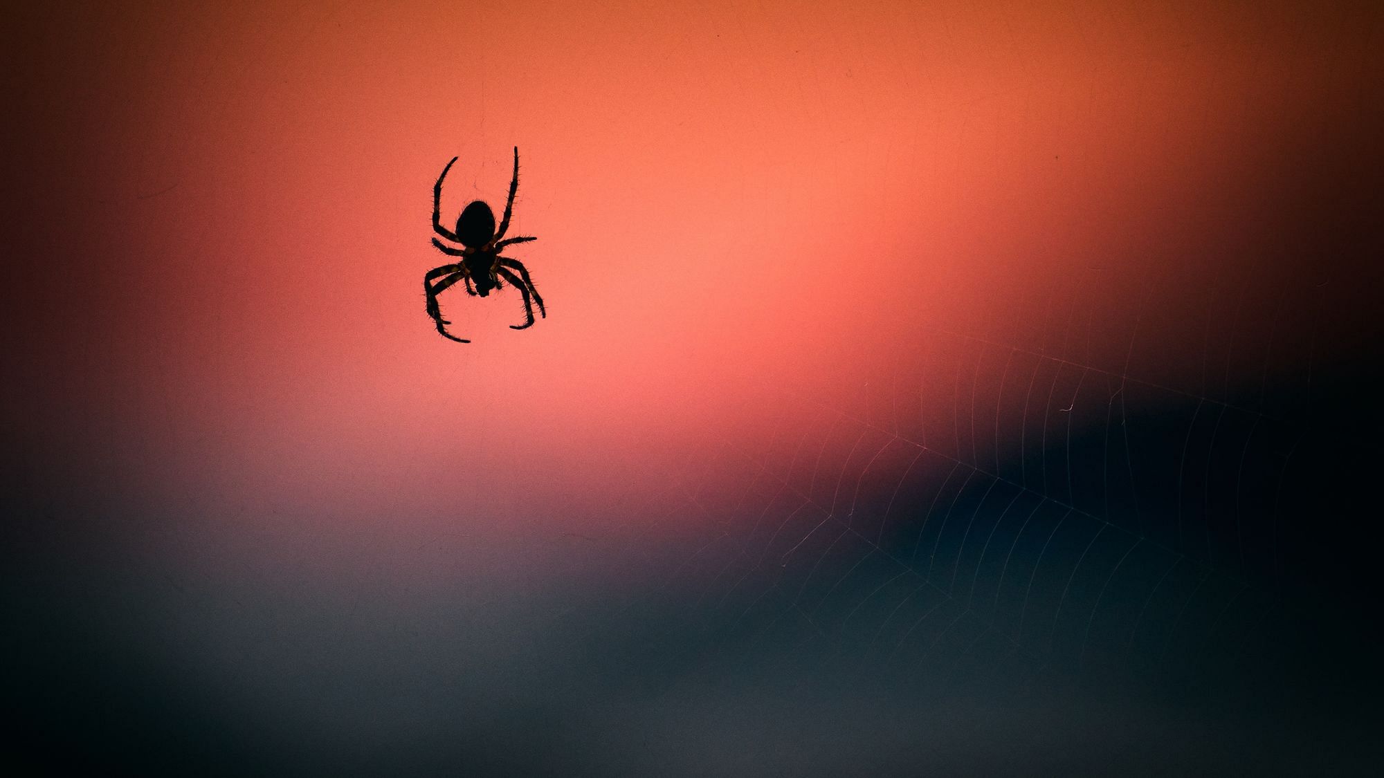 Solltest du die Spinnen in deiner Wohnung töten? Ein Insektenforscher erklärt, warum du sie besser leben lässt