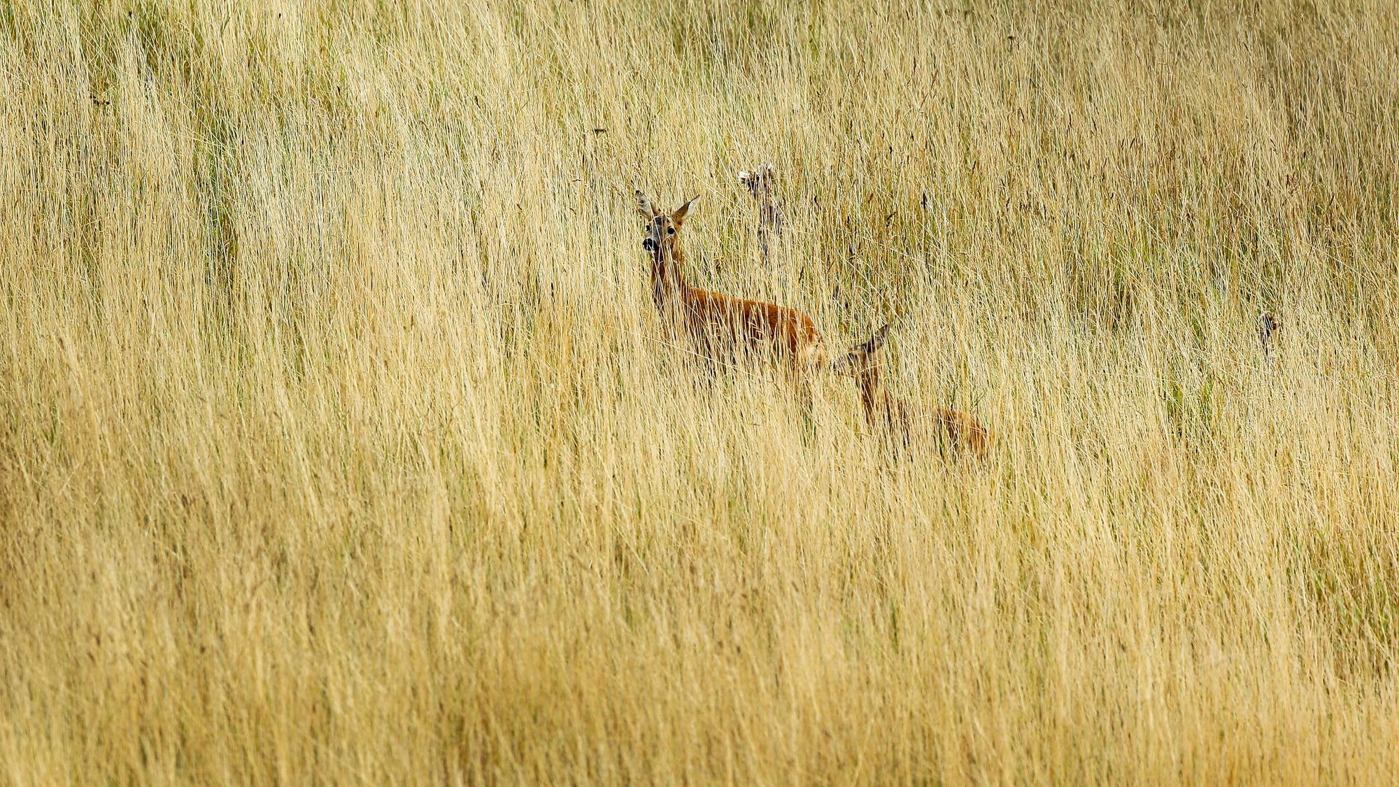 Fünf gute Nachrichten, die im Juni untergegangen sind