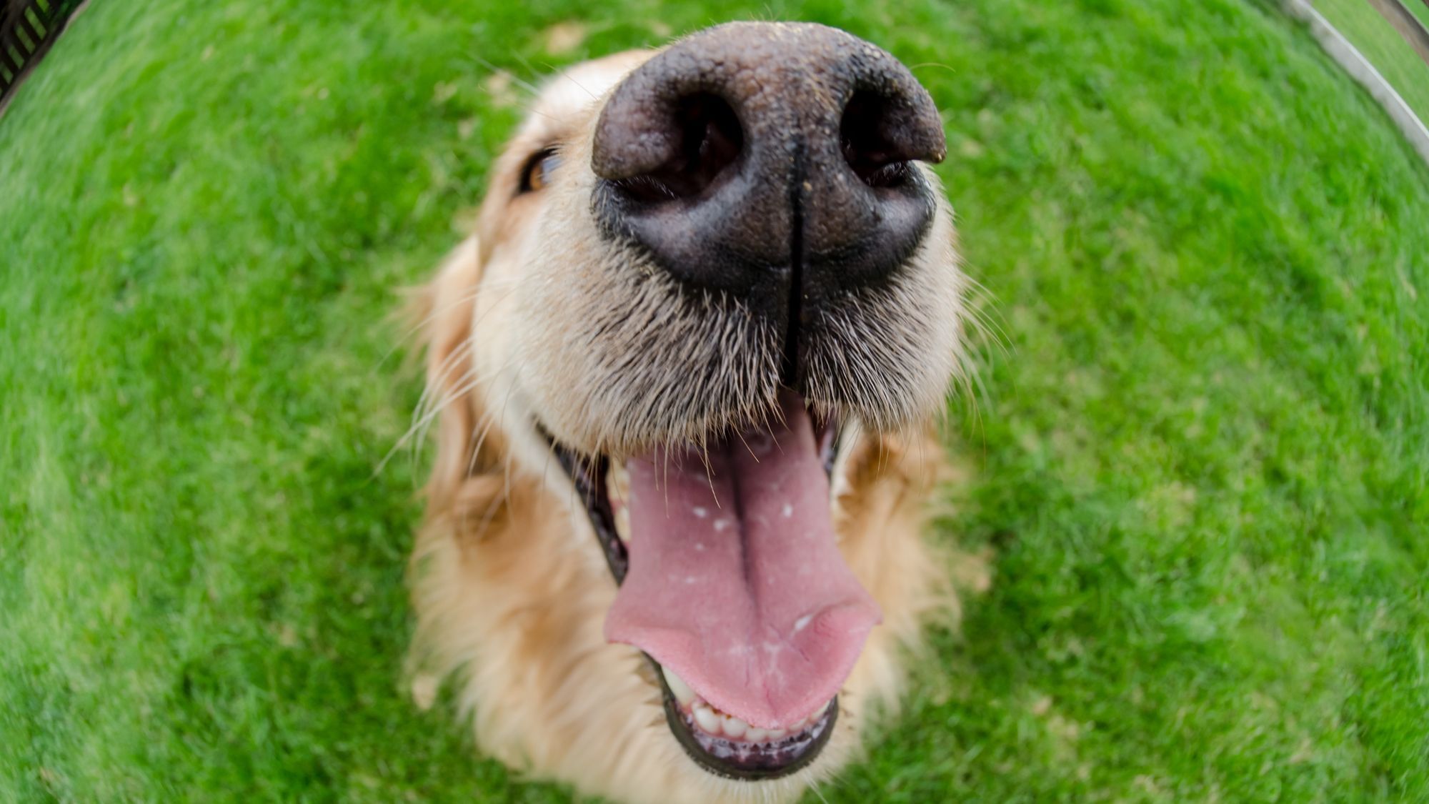 Ein Hund, der in die Kamera blickt.