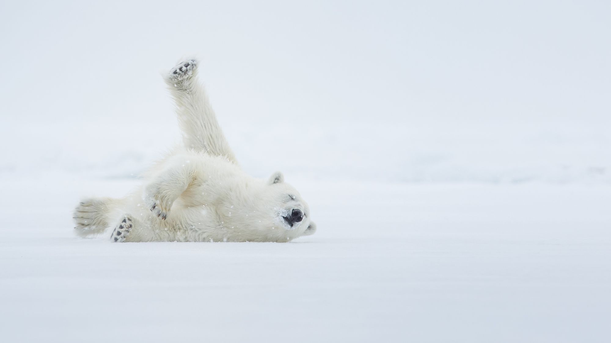 44 Gründe für Hoffnung und Zuversicht in der Klimakrise