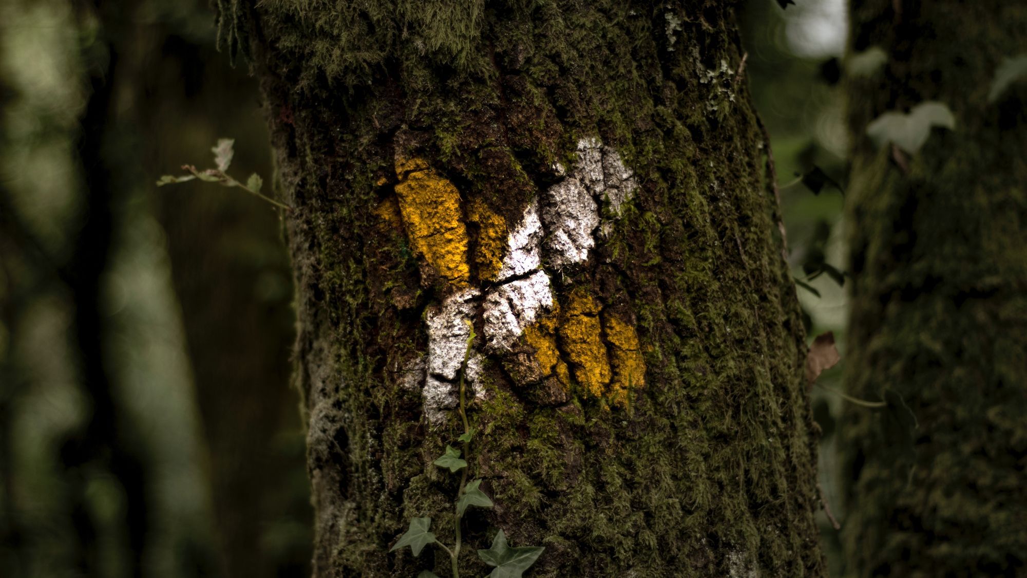 Welche falschen Klimawandel-Behauptungen immer wieder online herumgehen