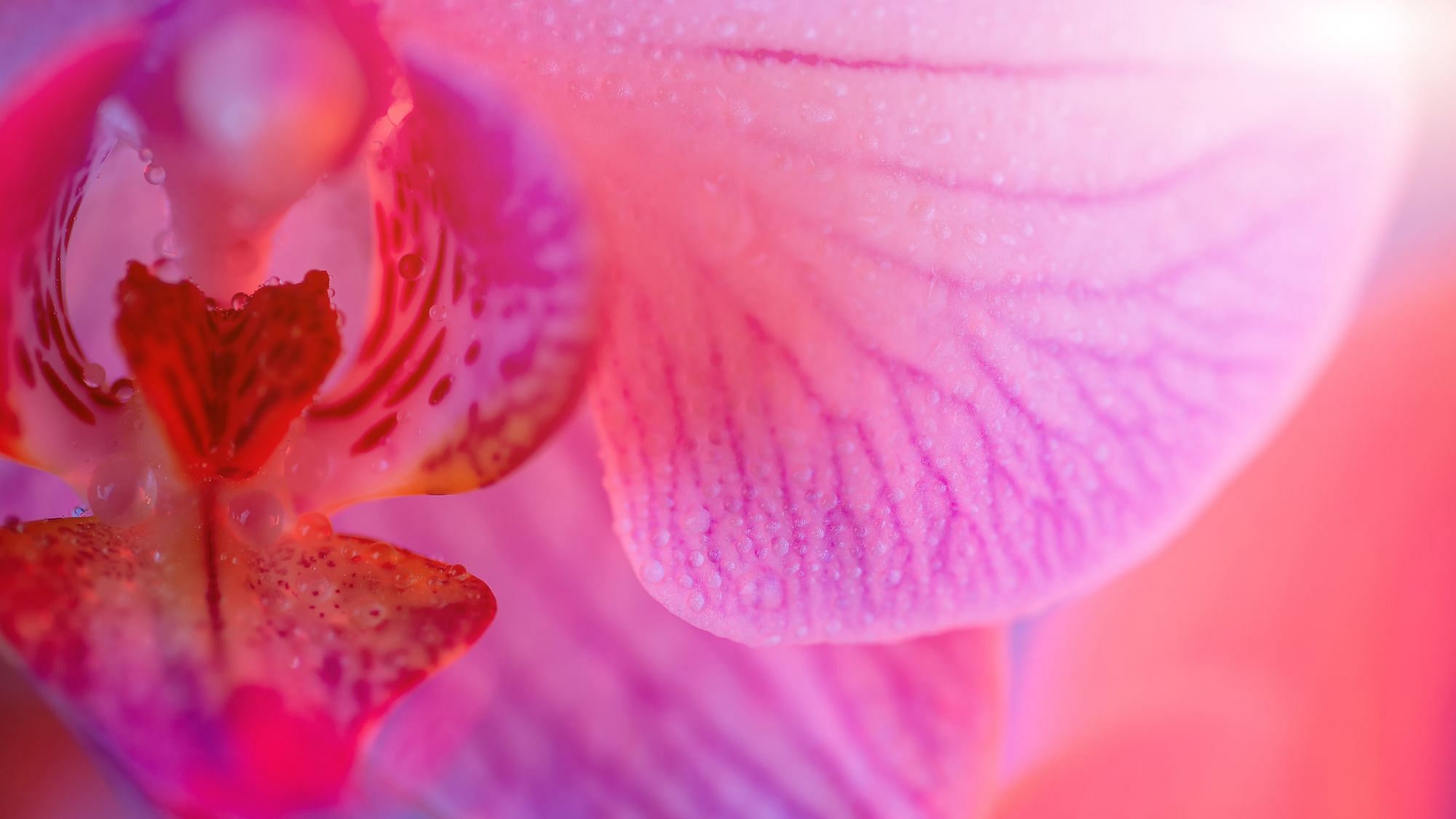 Versehentlich im Tantra-Seminar