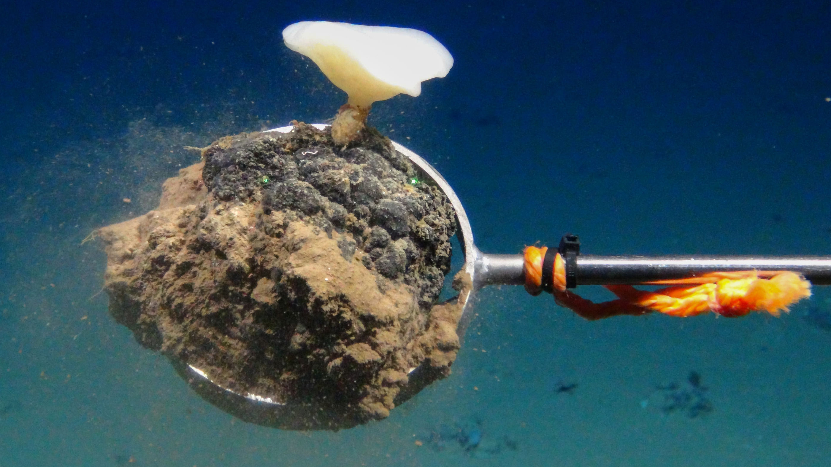 Die Menschheit möchte Rohstoffe im Meer fördern – und hat keine Ahnung, was sie da tut