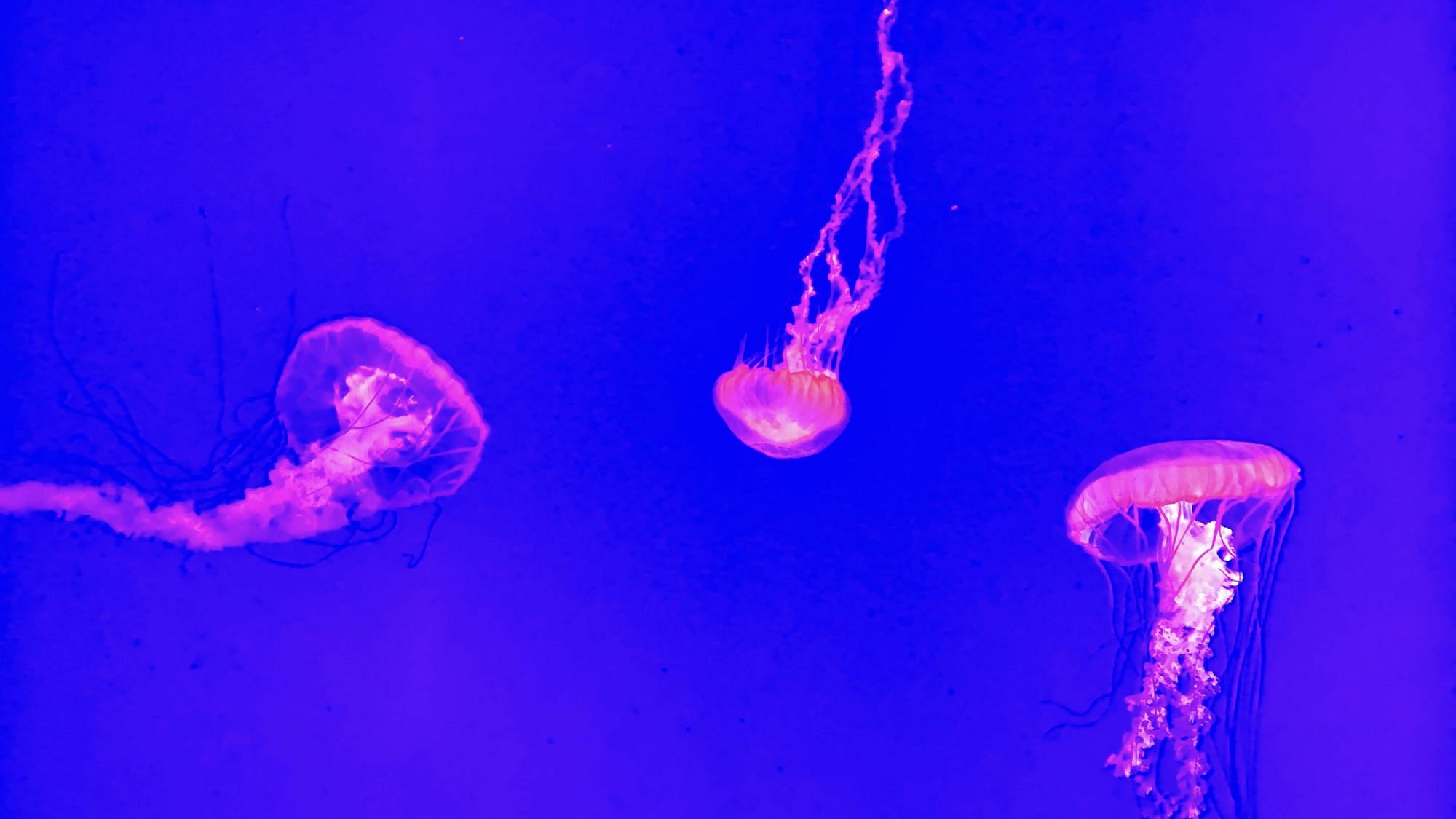 Im tiefblauen Meer schwimmen drei pink leuchtende Quallen.