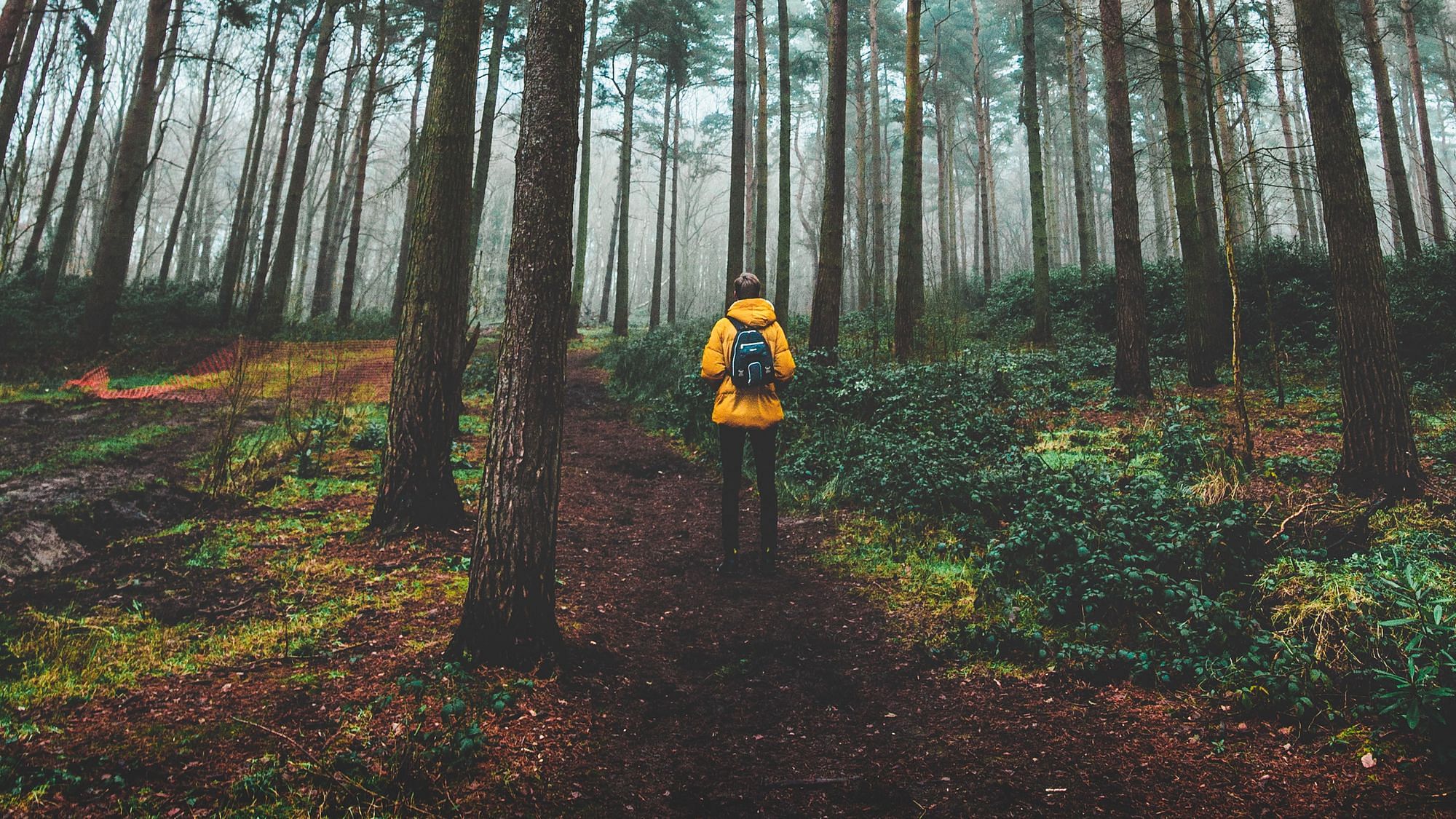 Wir sehen eine Person in der Bildmitte, umgeben von braungrünem Boden und langen Baumstämmen – am Ende des Bildes Nebel. 