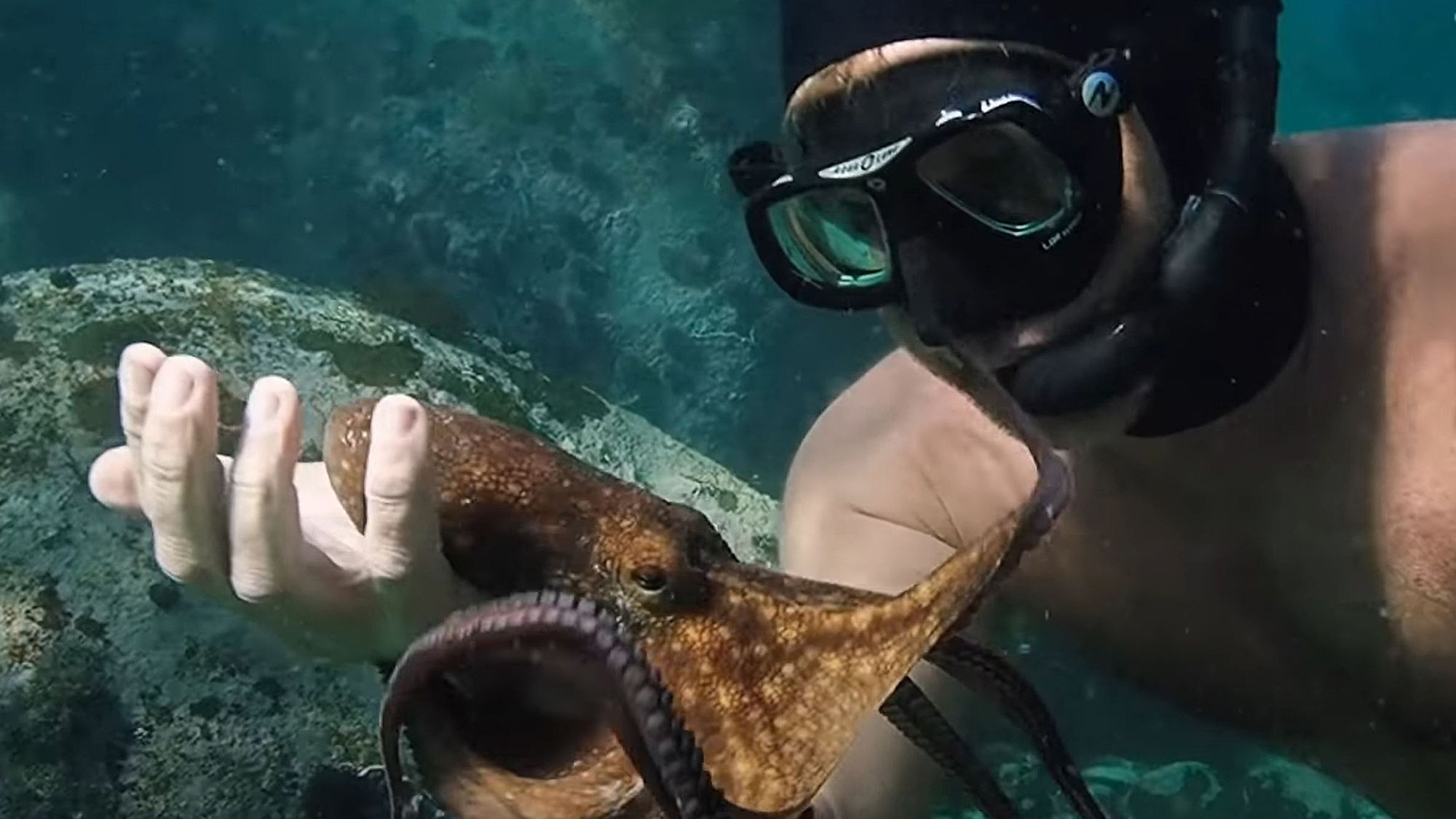 Ein Taucher mit Tauchermaske im Meer, über dessen geöffnete Handfläche ein Oktopus gleitet, das Bild stammt aus dem Trailer zum Netflix-Film „My Octopus Teacher“