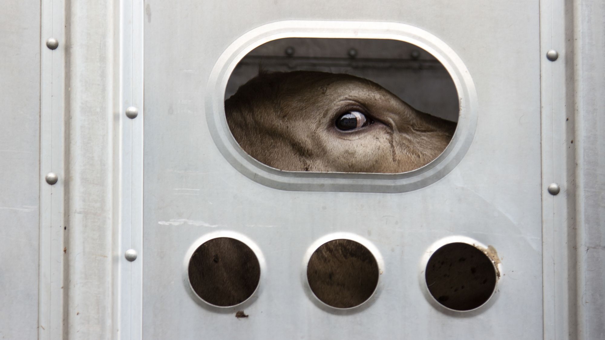 Eine Kuhauge sichtbar hinter in einem metallenen Transportkäfig