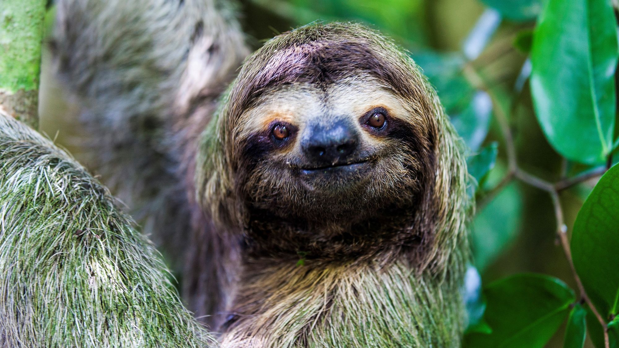 Ein Faultier schaut am Baum hängenden direkt freundlich in die Kamera.