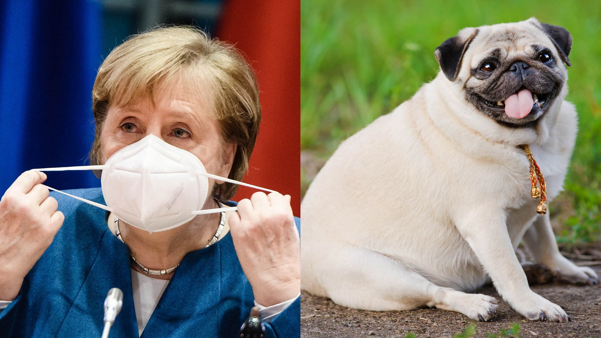 Eine Bildkomposition bestehend aus Angela Merkel welche eine Maske absetzt links, und einem dicken Mops rechts.