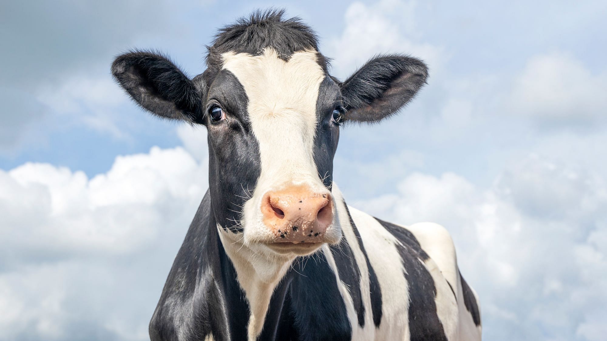 Eine hübsche schwarz und weiße Kuh mit rosa Naseblick überrascht Aussehen auf vor einem blauen bewölkten Himmel.