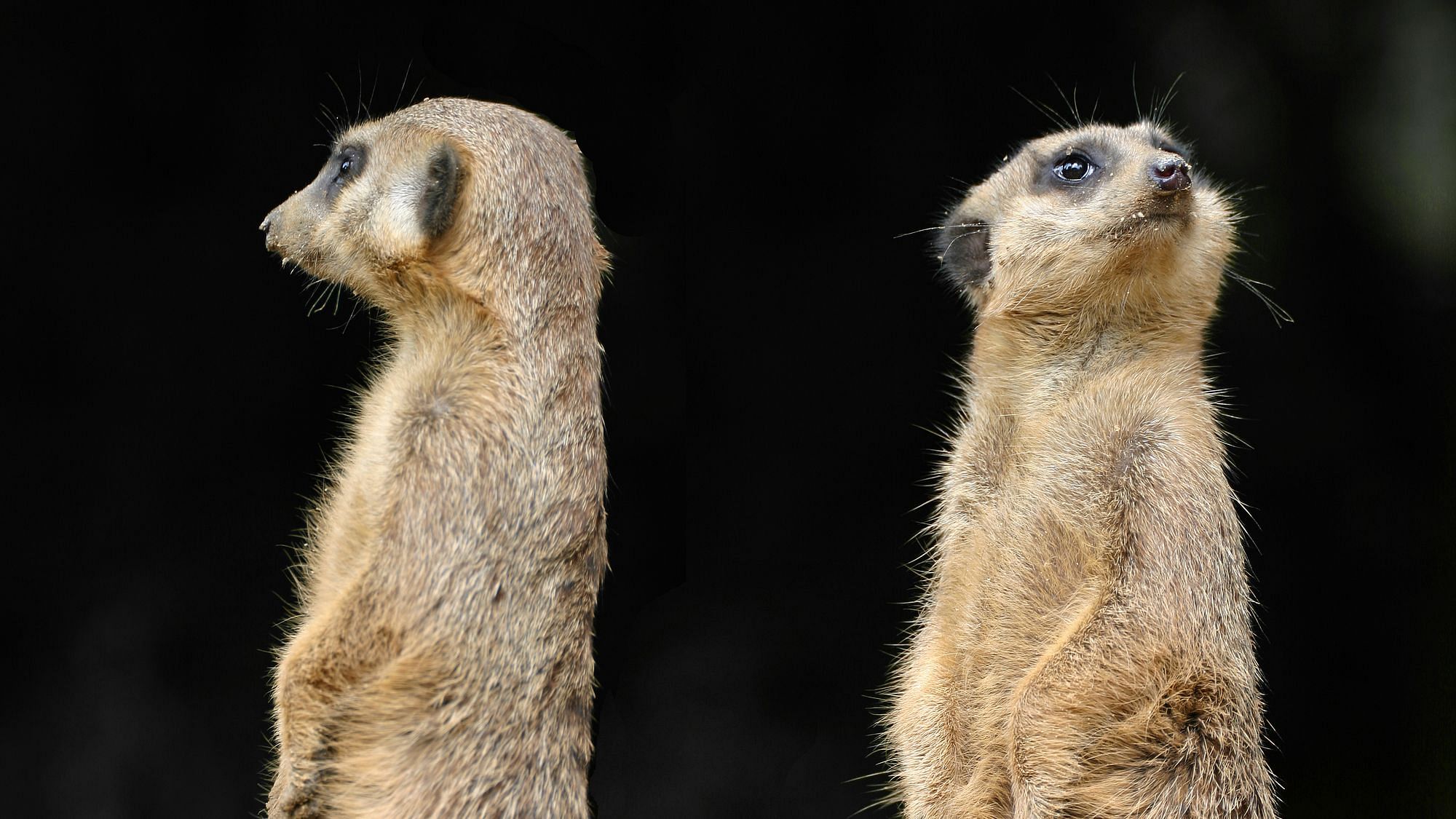 Zwei Erdmännchen stehen mit erhobenen Hauptes Rücken an Rücken.