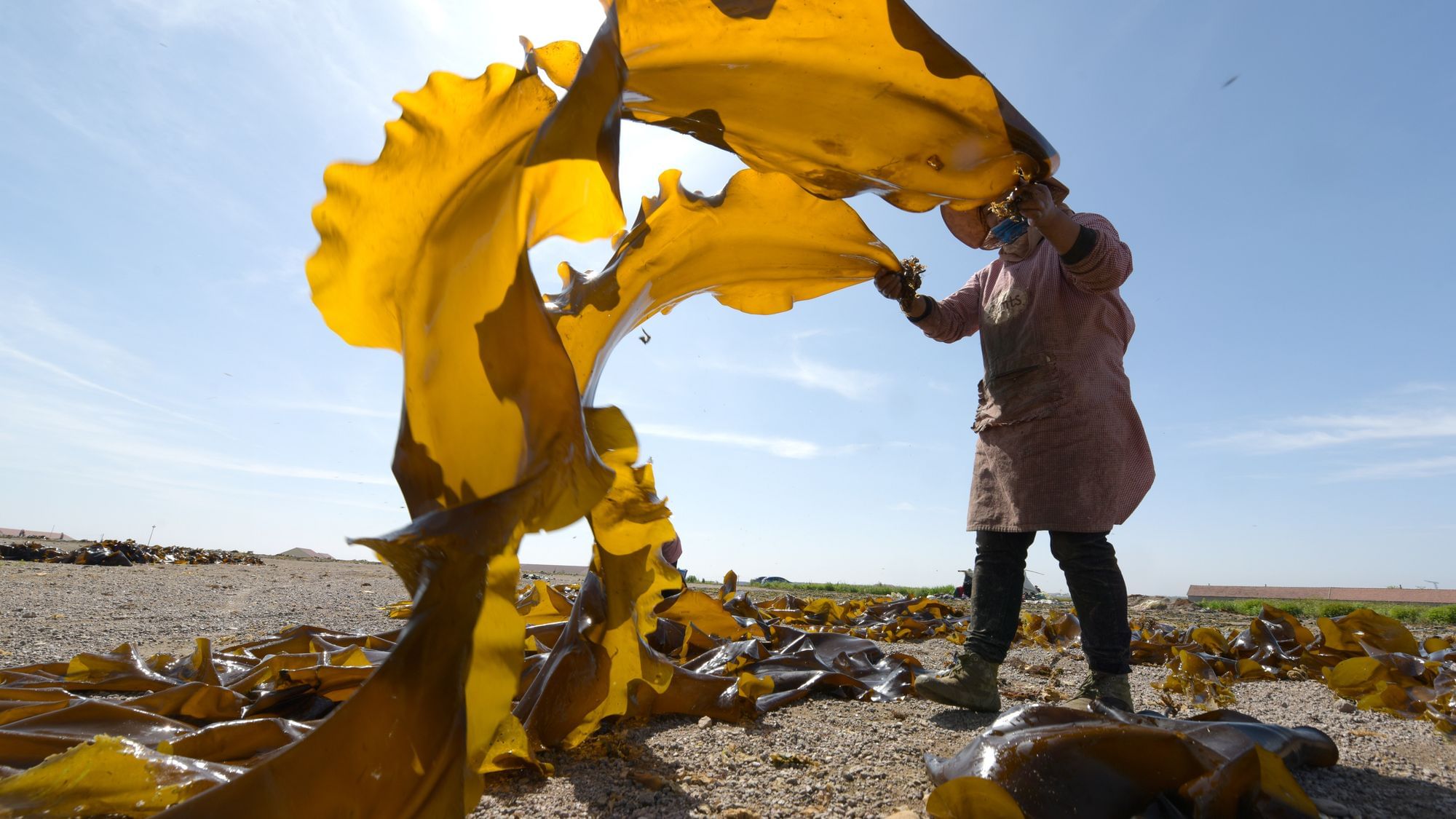 Ein Arbeiter ordnet Seetang zum Trocknen an einer Küste am 2. Juli 2020 in Rongcheng, Provinz Shandong, China. 