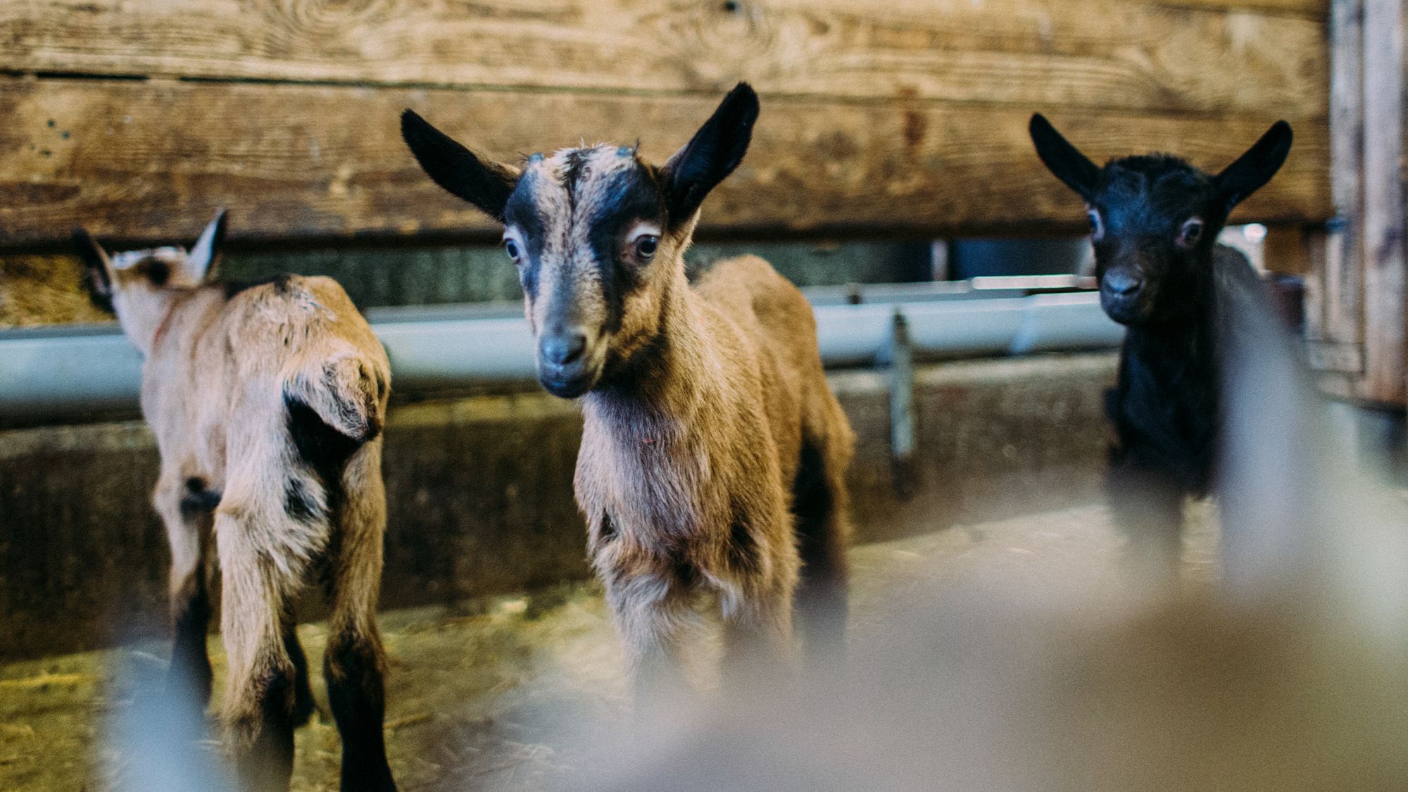 Zwei Zicklein stehen auf Stroh und gucken direkt in die Kamera.