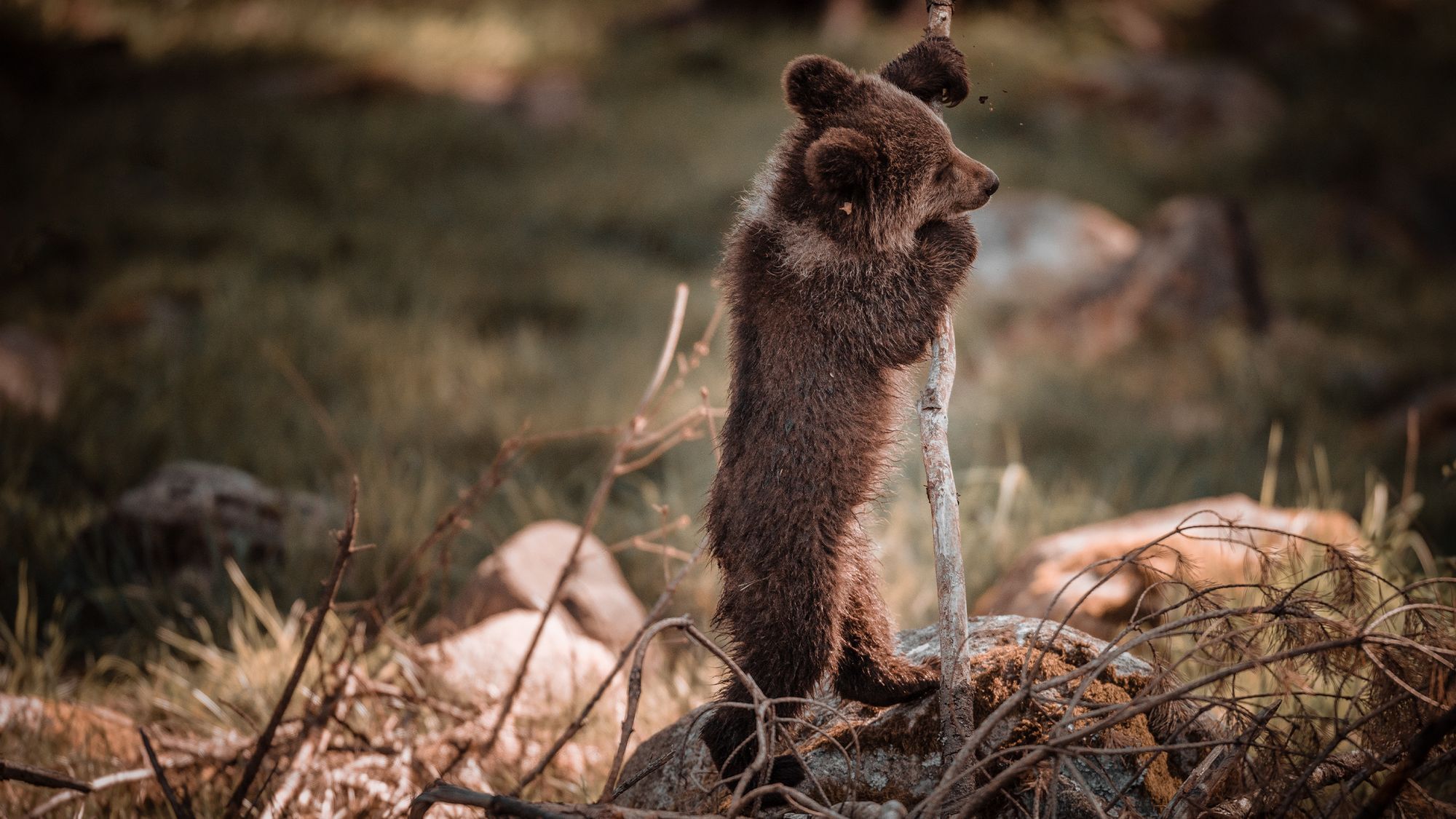 Ein kleiner Braunbär spielt auf einem umgestürzten Baum.