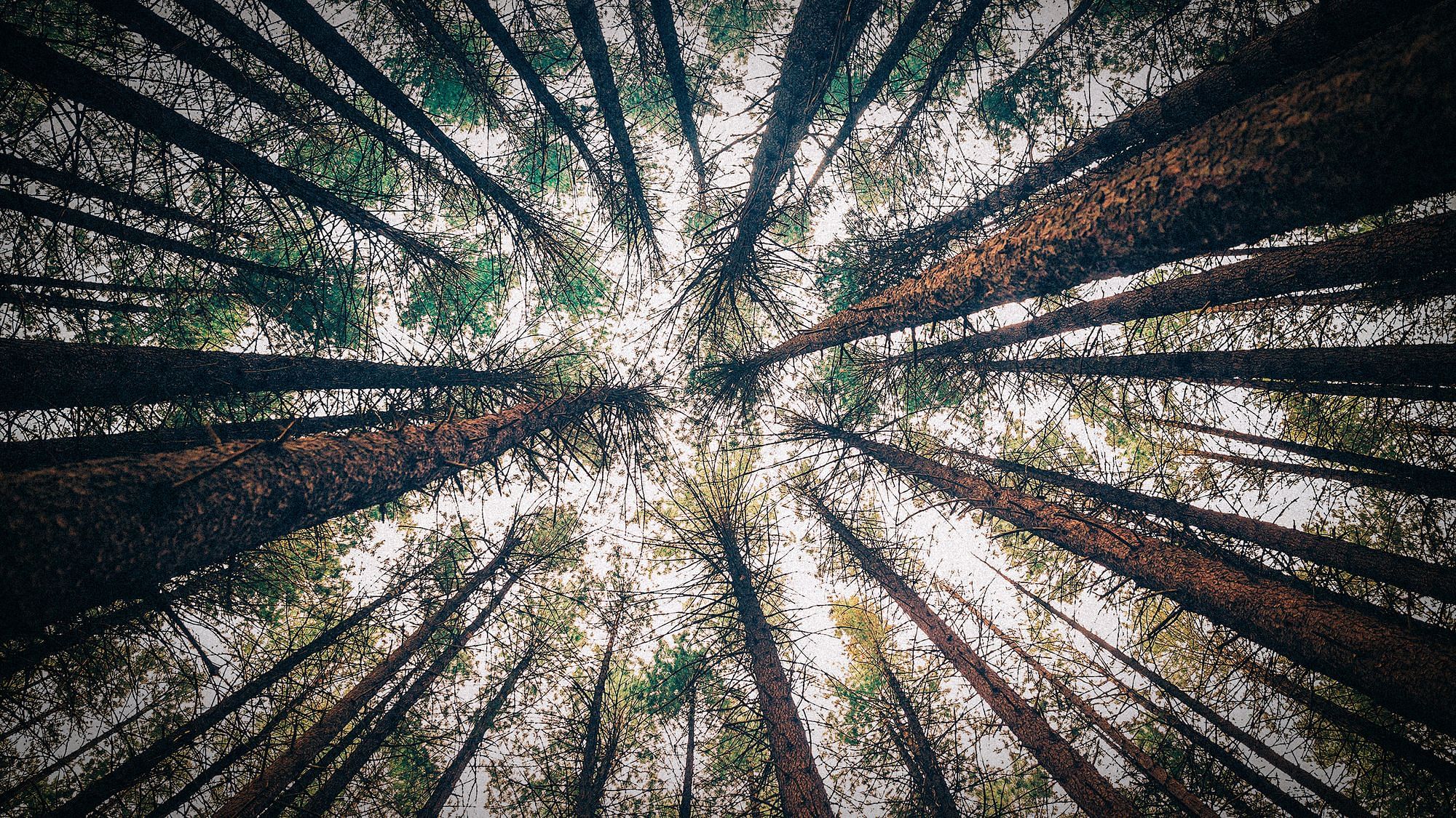 Ein Wald aus Nadelbäumen, gesehen von unten.