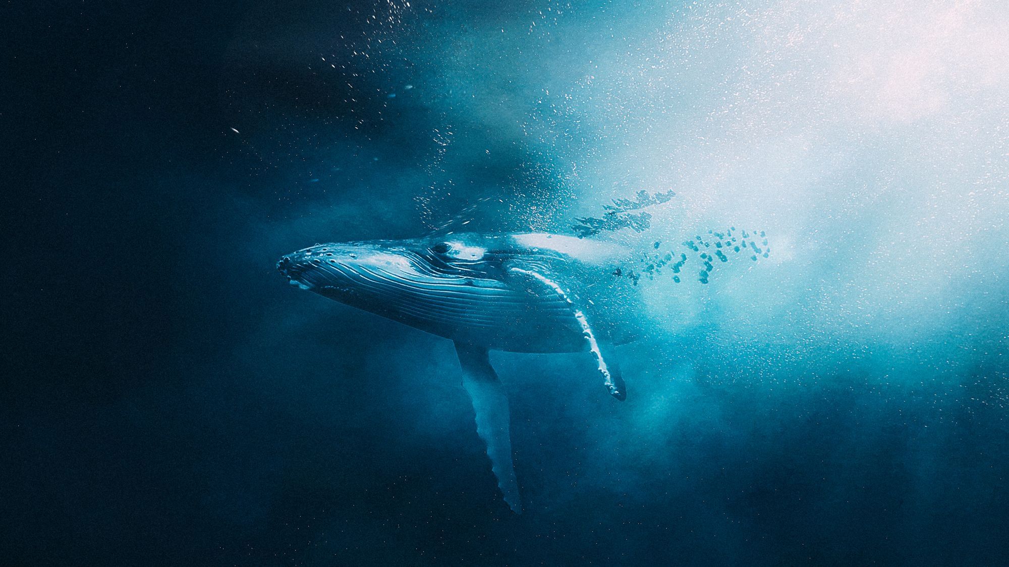 Ein Wal schwimmt durch tiefes, dunkles Wasser. Ein Haufen Luftblasen steigt empor.