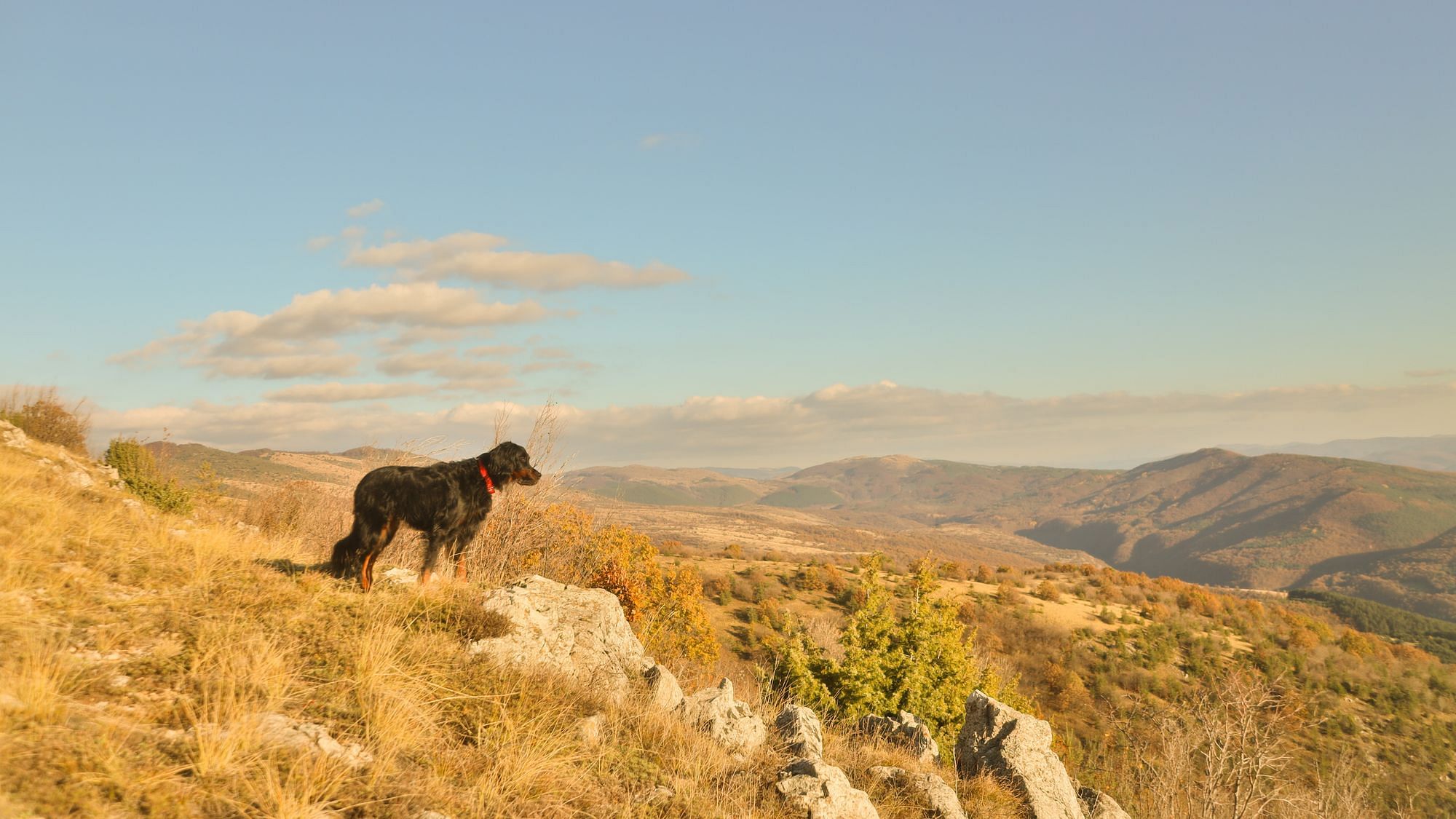 Ein Hund steht auf einer Wiese und schaut in die Ferne.