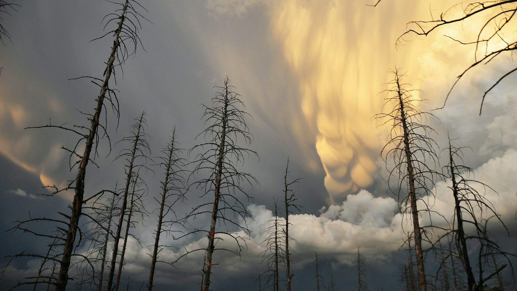 Auf dem Foto sind ausgetrocknete Bäume zu sehen.