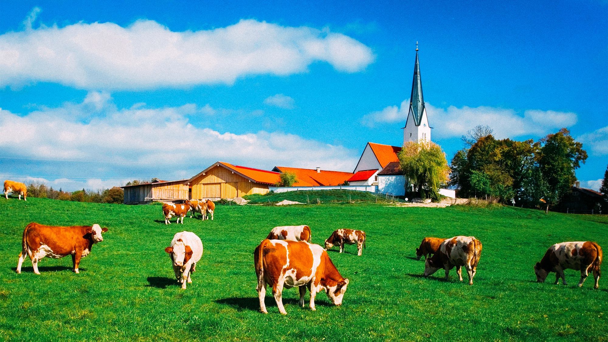 Kühe auf einer saftig grünen Weide. Im Hintergrund sind die Dächer eines Dorfes und ein Kirchturm zu erkennen.