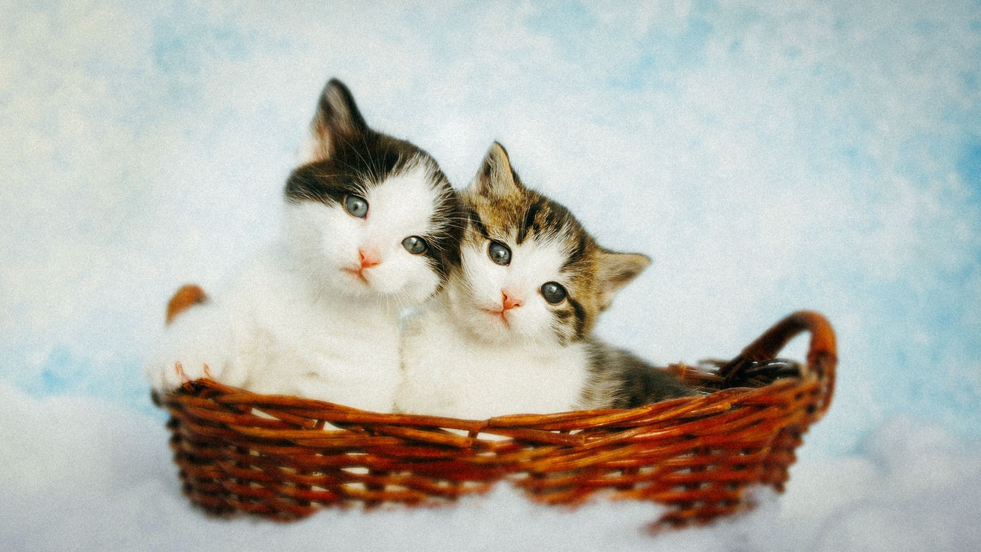 Zwei getigerte Babykätzchen in einem Weidenkorb. Sie befinden sich in einem Fotostudio mit klassischem hellblauen Hintergrund