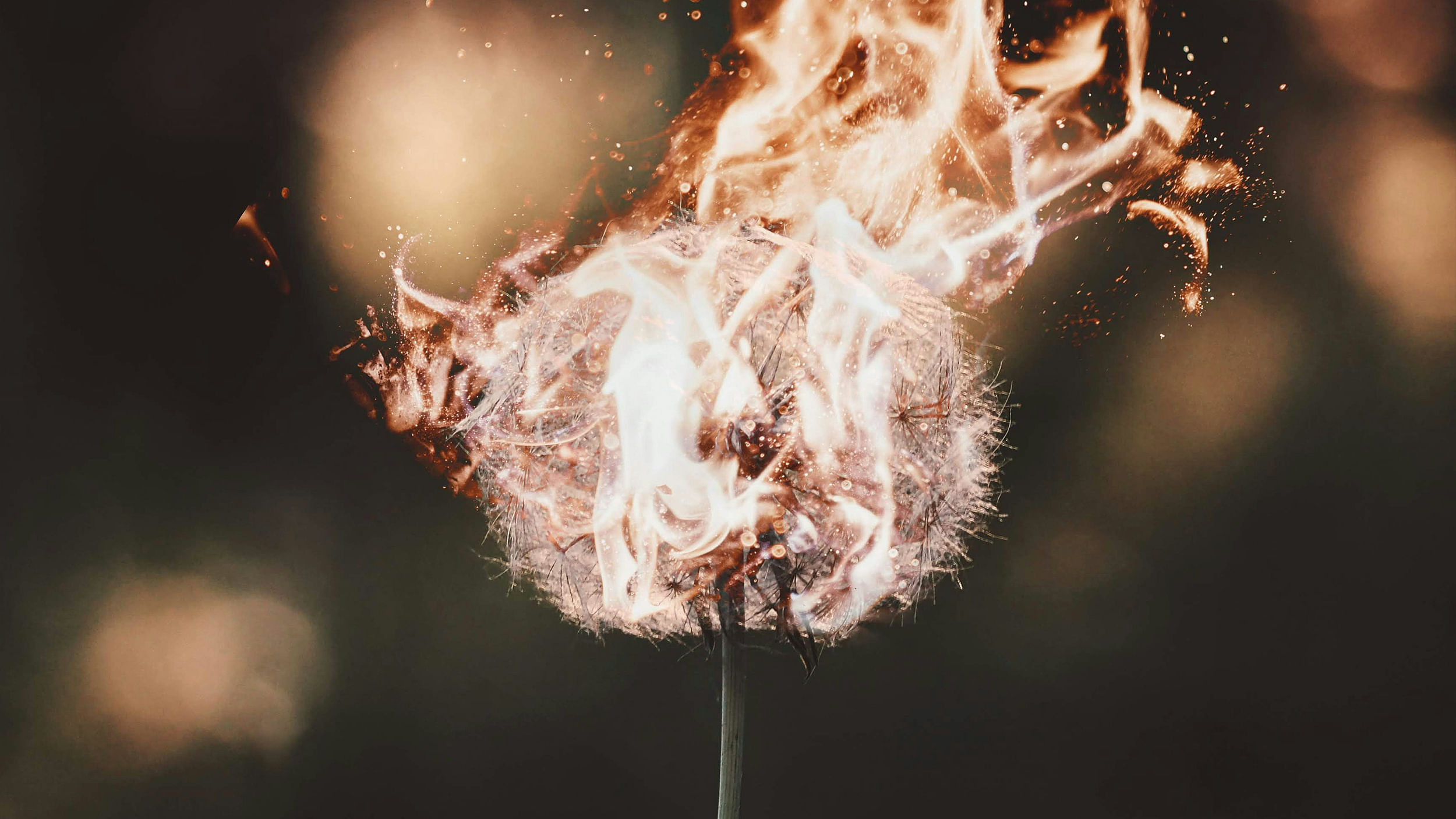 Eine brennende Pusteblume