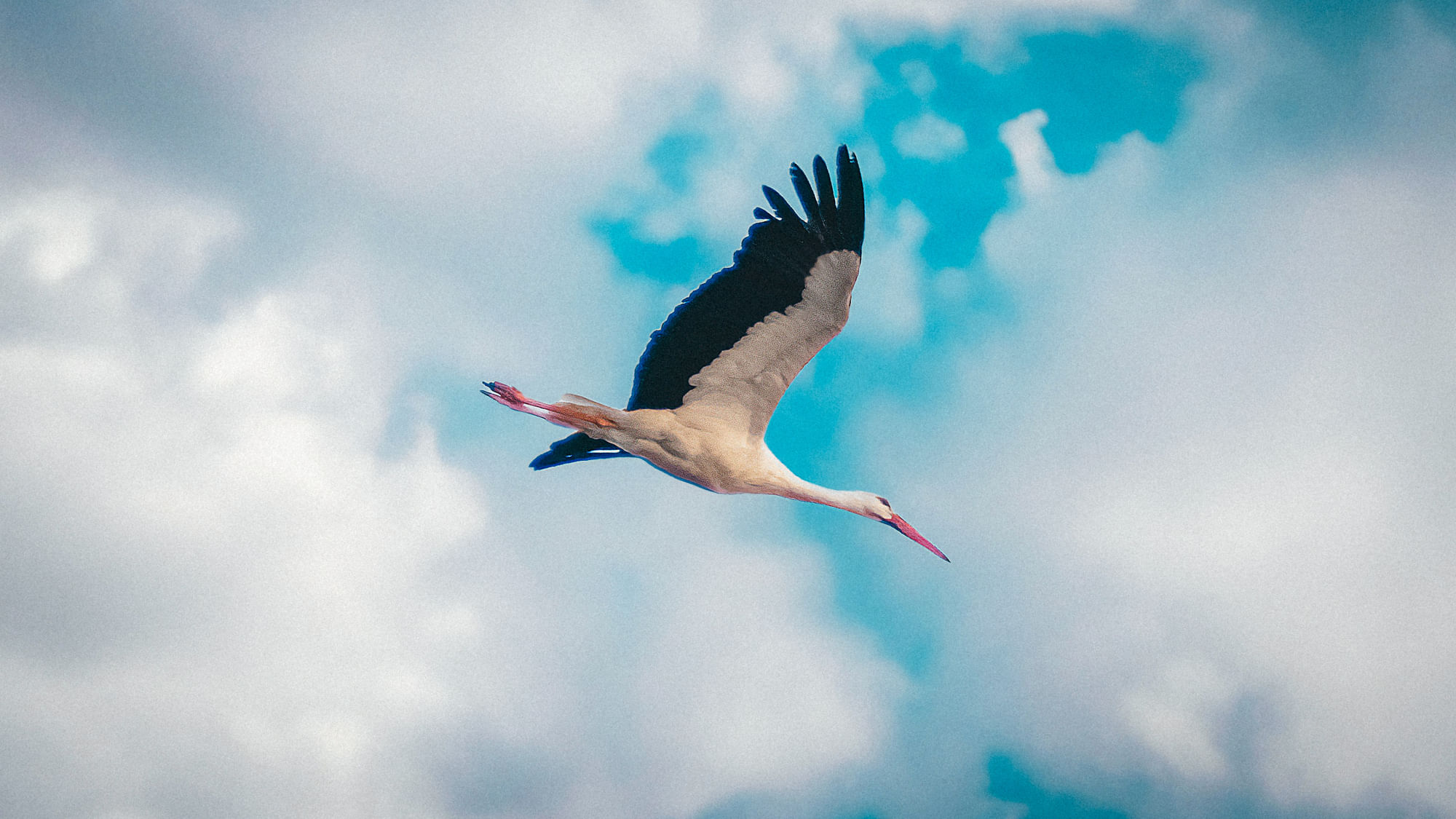 Ein Storch im Sinkflug. Der Himmel ist bewölkt.