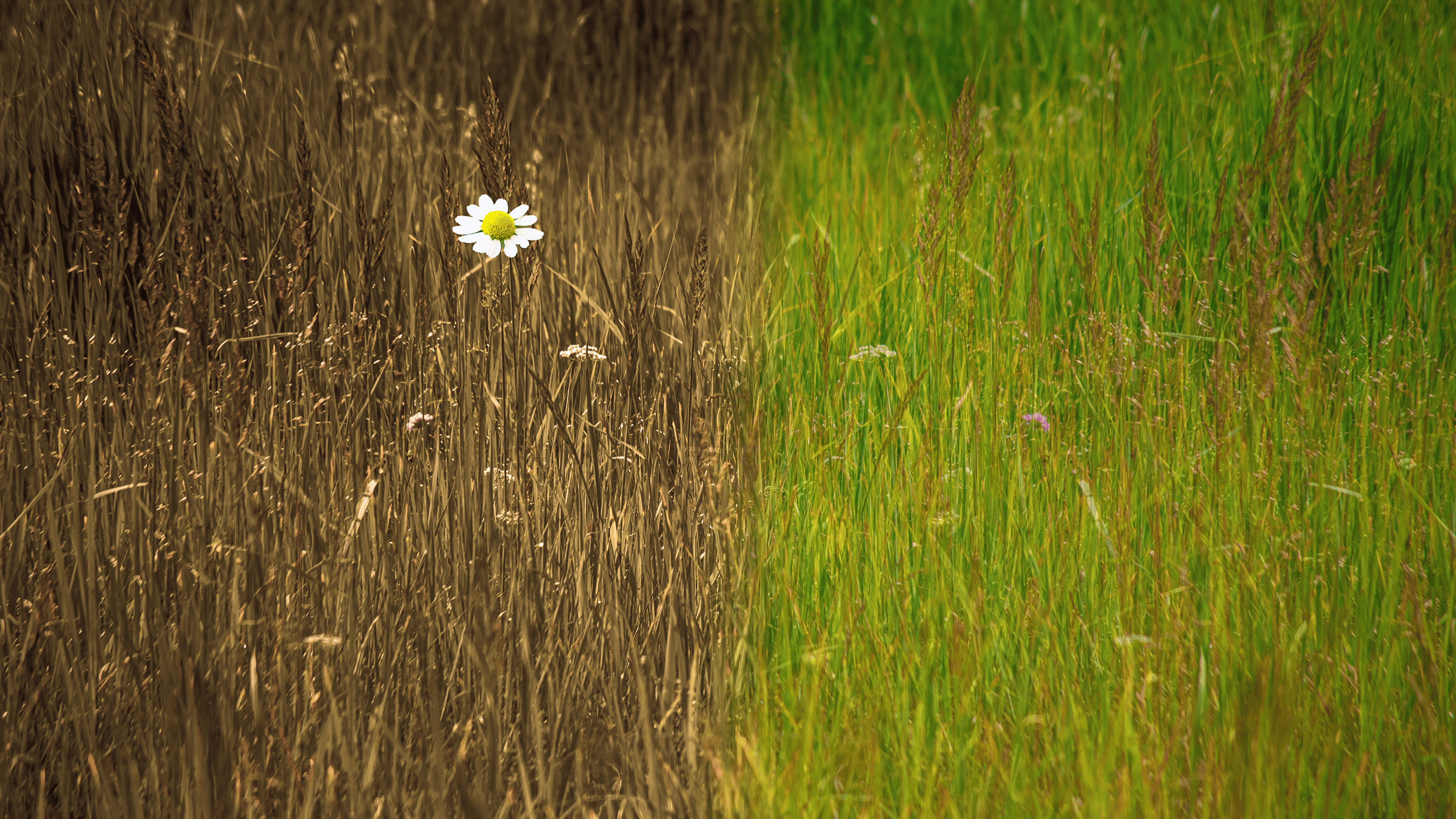 Eine Blume in einer Wiese, vorne dürres Gras, im Verlauf kräftigeres Grünes Gras