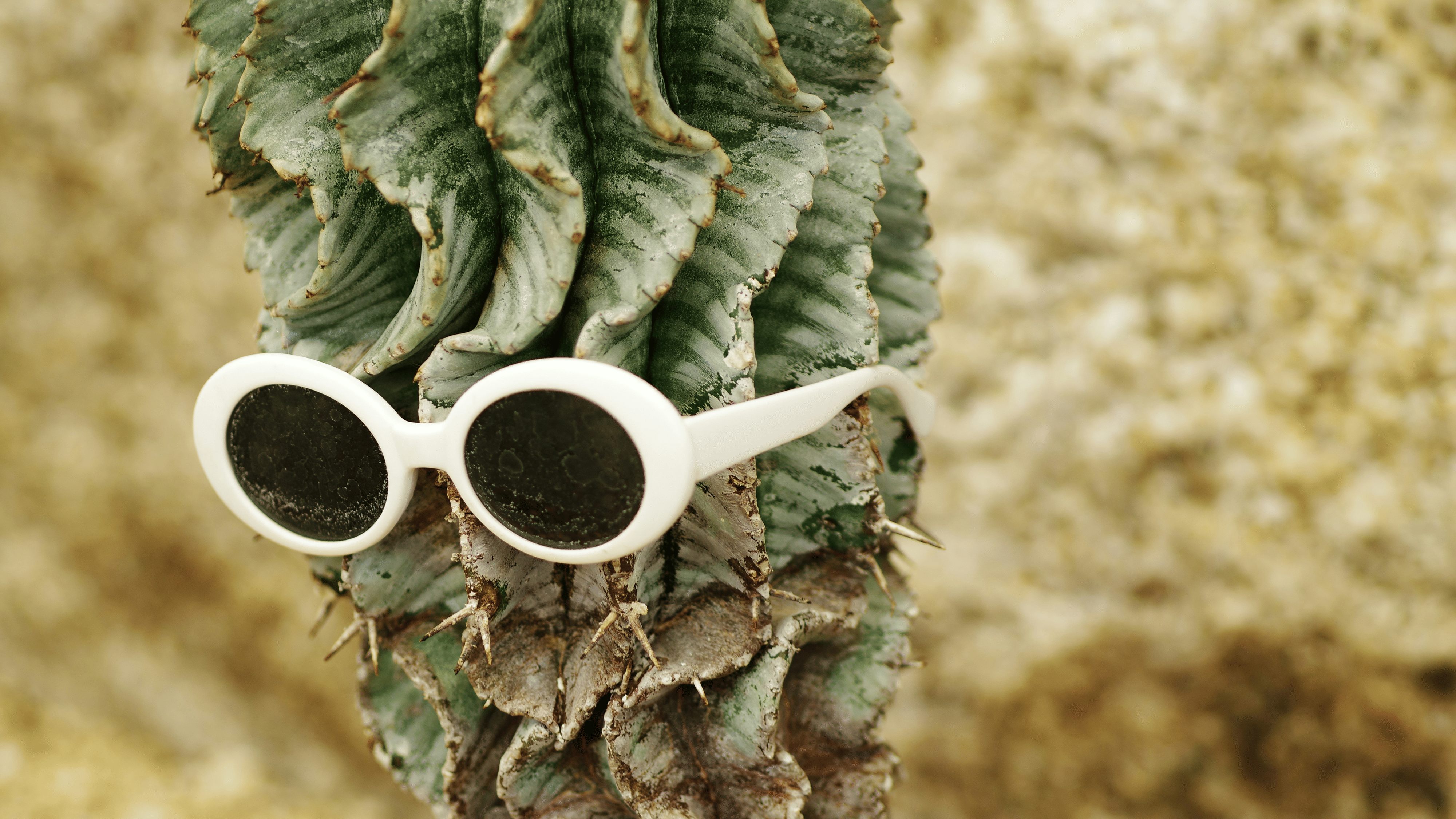 Ein Kaktus mit einer Sonnenbrille