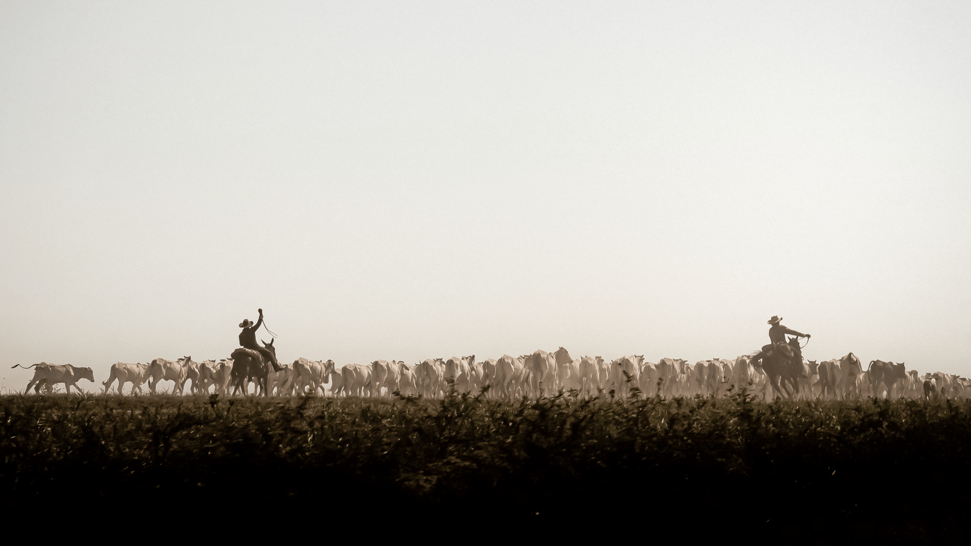 Zwei Personen auf Pferden versuchen einen Kuh Herde einzufangen