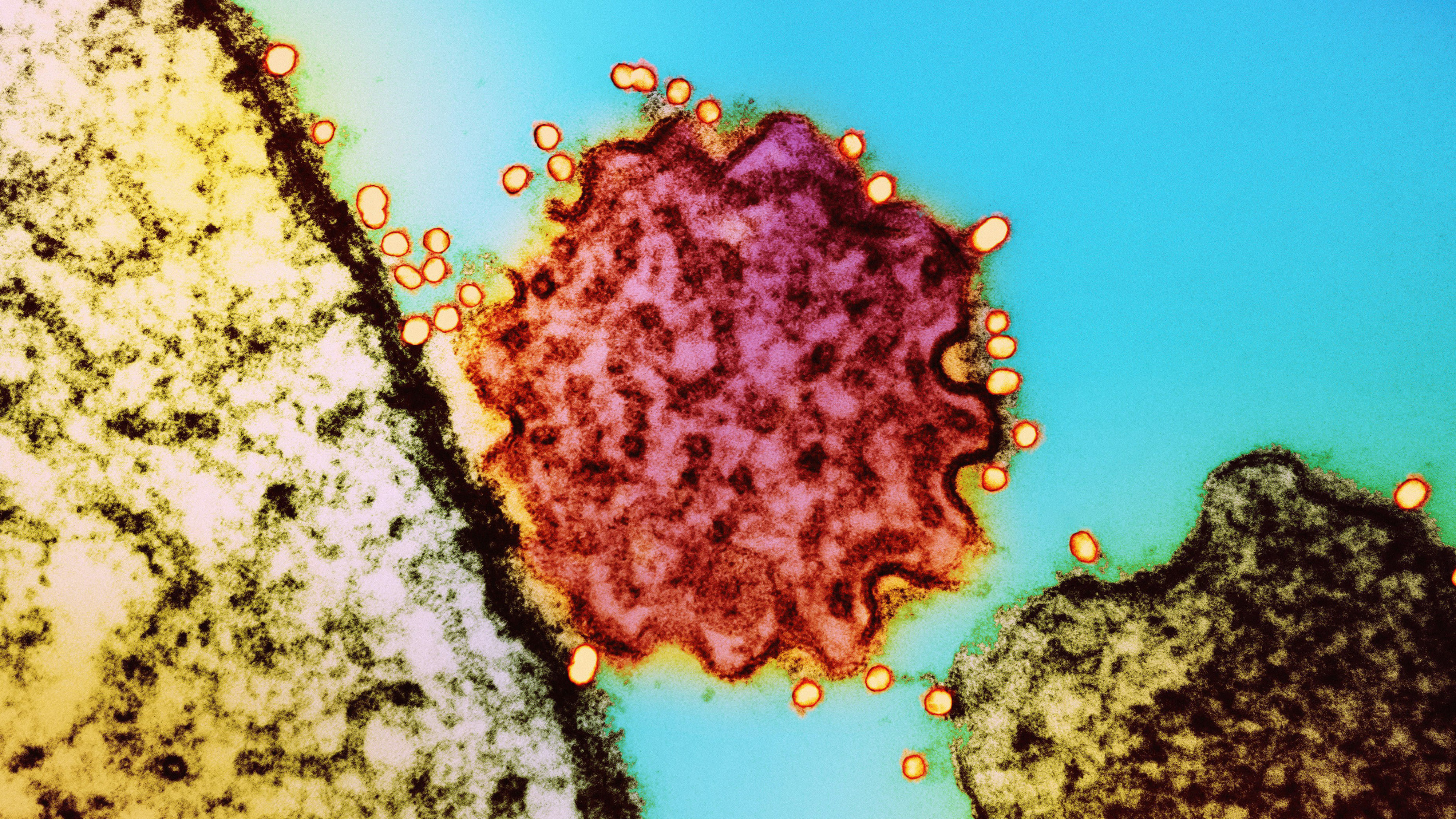 Eine organische Zelle eingefärbt.