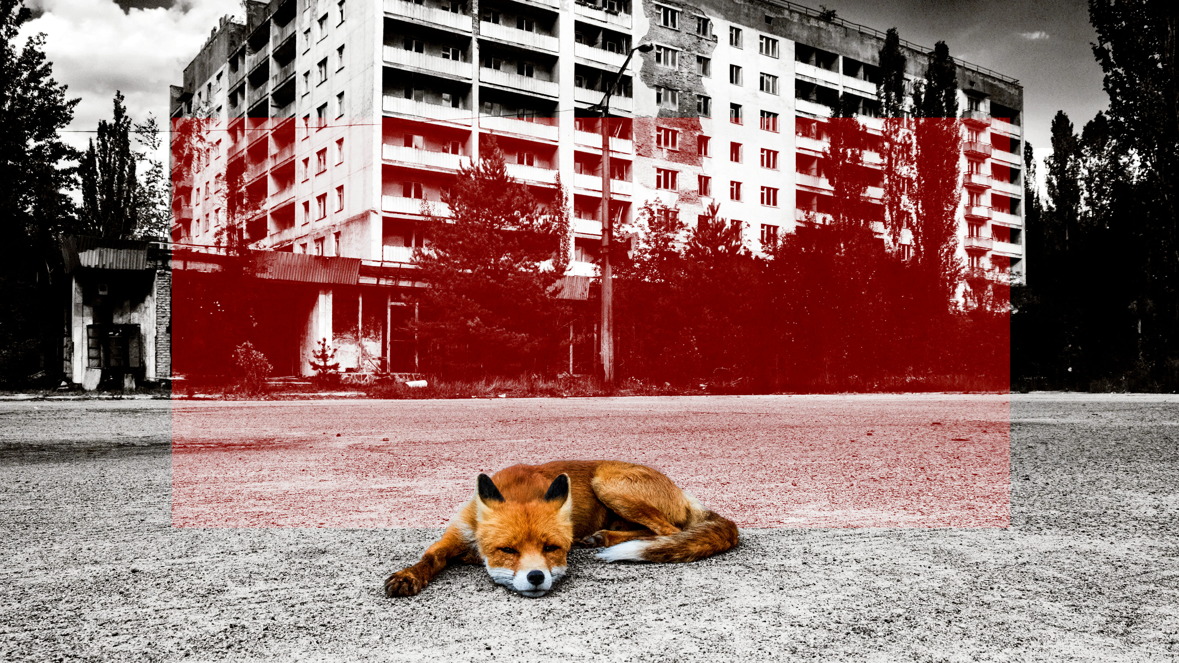 Ein Fuchs liegt vor einen verfallen Neubau-Wohnhaus in der Sperrzone von Tschernobyl.