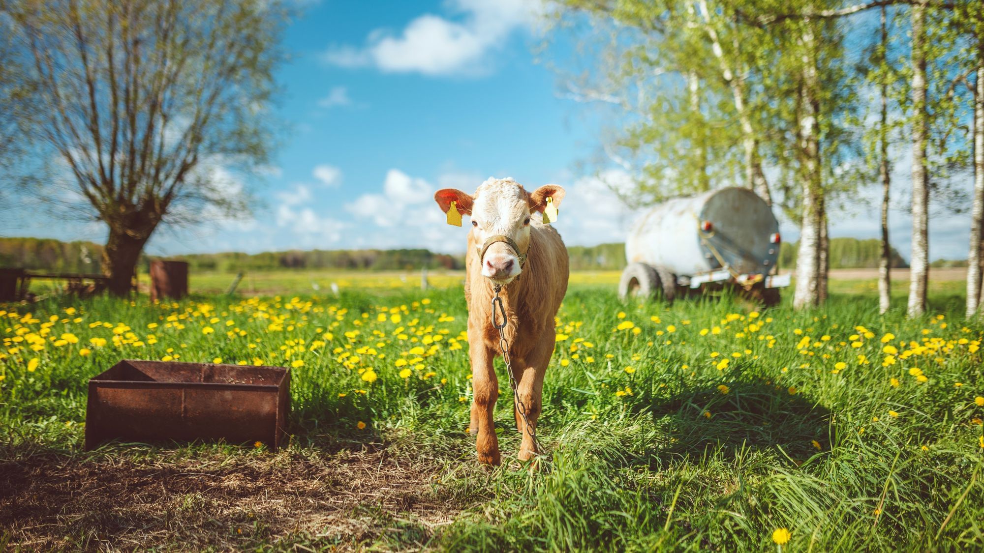 Am Ende ist es schon egal: Wie Bio-Tiere unters Messer kommen 