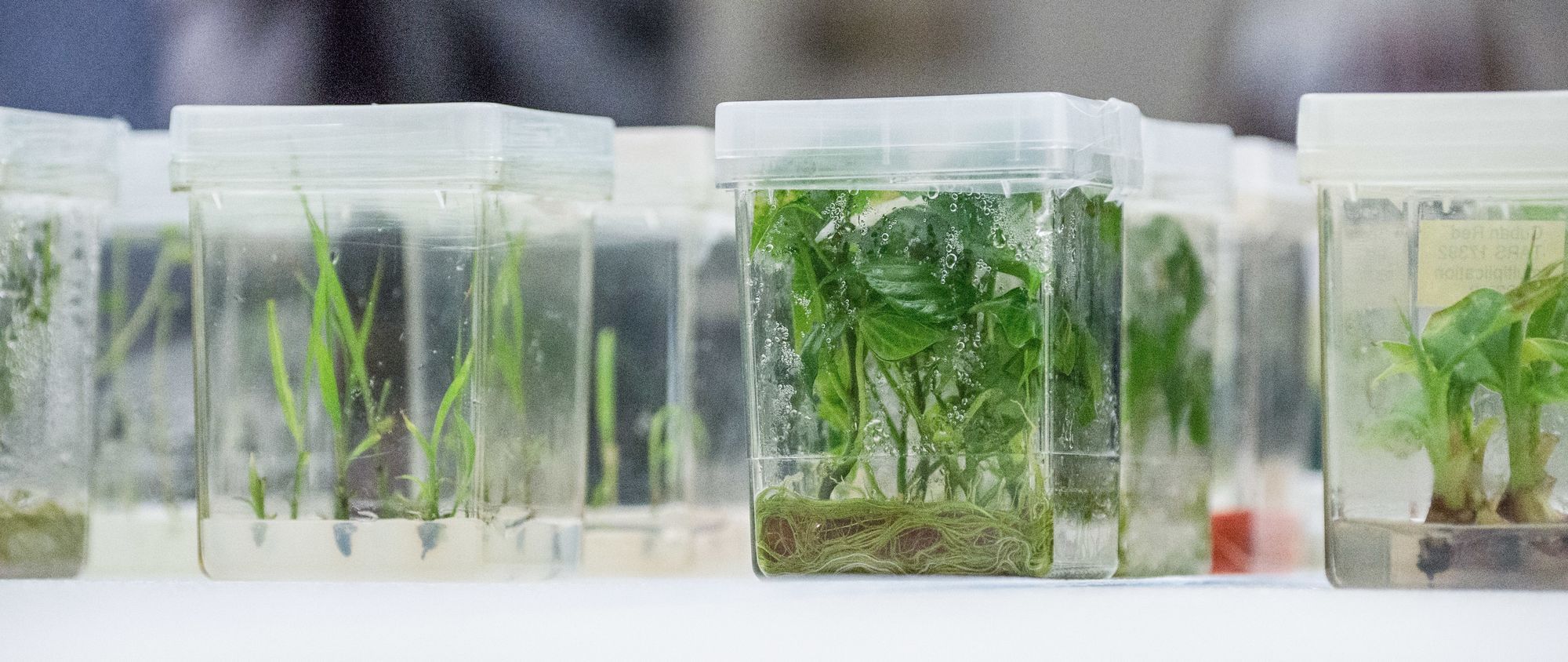 Kaum ein Thema polarisiert in Deutschland so sehr wie die Grüne Gentechnik.