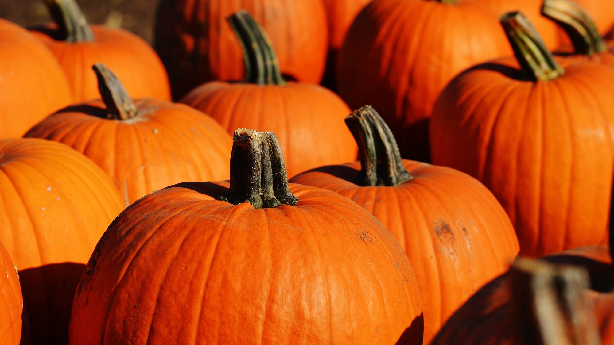 Egal ob Kuchen, Kaffee oder Bier: Produkte mit Kürbisaroma sind in den USA ein 300 Millionen Dollar großer Markt.