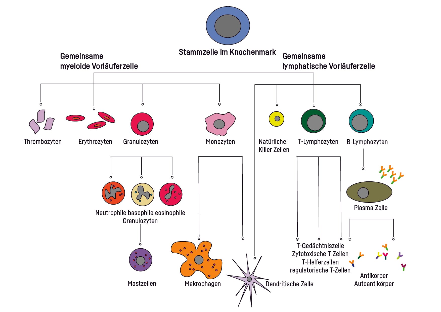 Die unterschiedlichen Zelltypen, aus denen unser Immunsystem besteht 