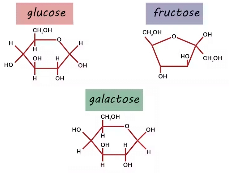 Auf dem Bild sieht man drei Molekülketten, die drei Arten von Zucker zeigen. 