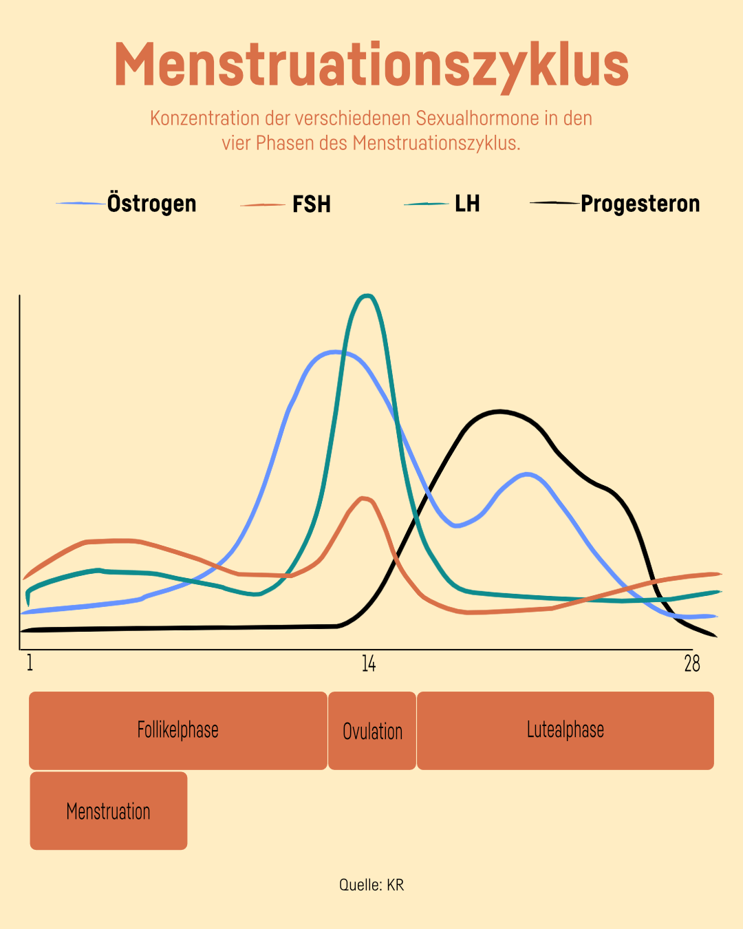 Abgebildet sind die Hormonspiegel der vier Phasen des Menstruationszyklus.
