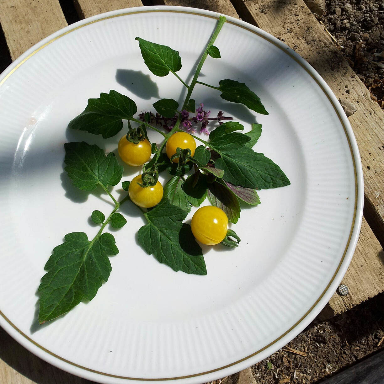 Romantisches Arrangement mit Wildtomate
