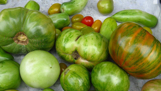 Alte Tomatensorten, die auch reif ganz oder teilweise grün bleiben