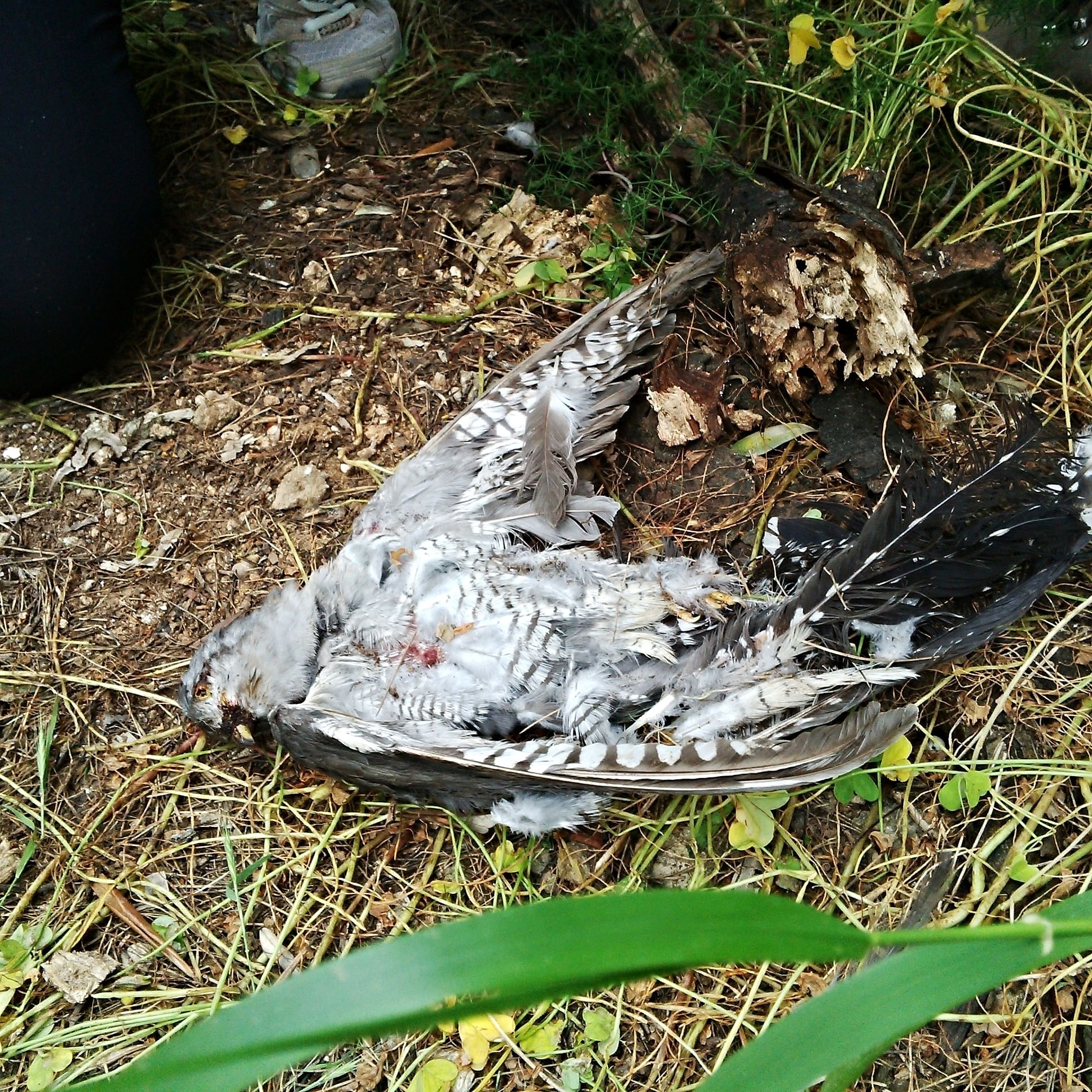 Ein frisch geschossener Kuckuck